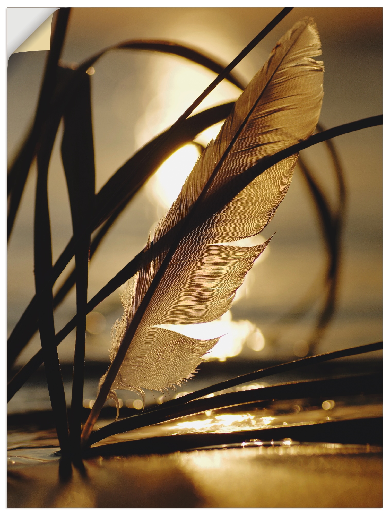 Artland Wandbild »Feder im Abendlicht«, Gräser, (1 St.) von Artland