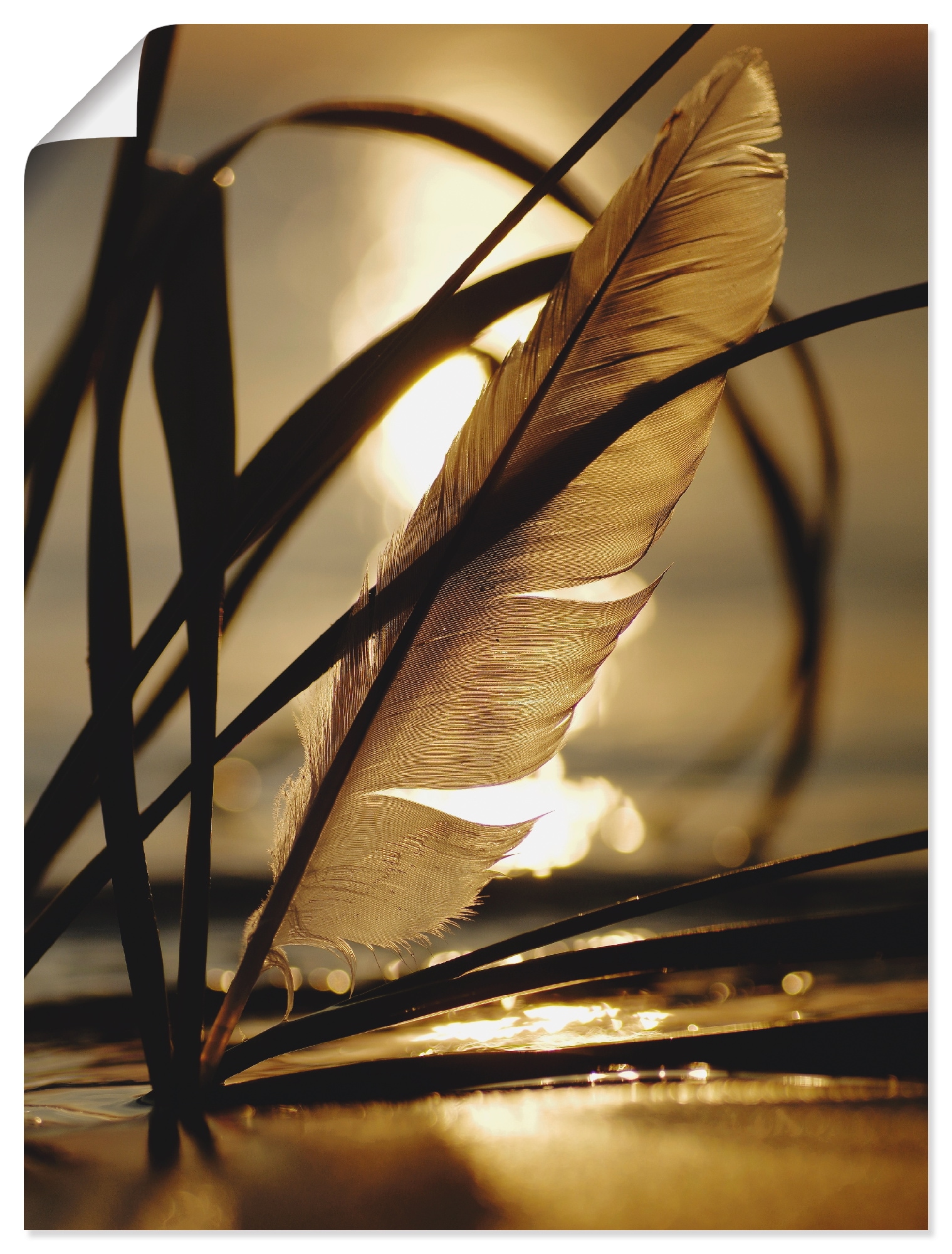 Artland Wandbild »Feder im Abendlicht«, Gräser, (1 St.) von Artland