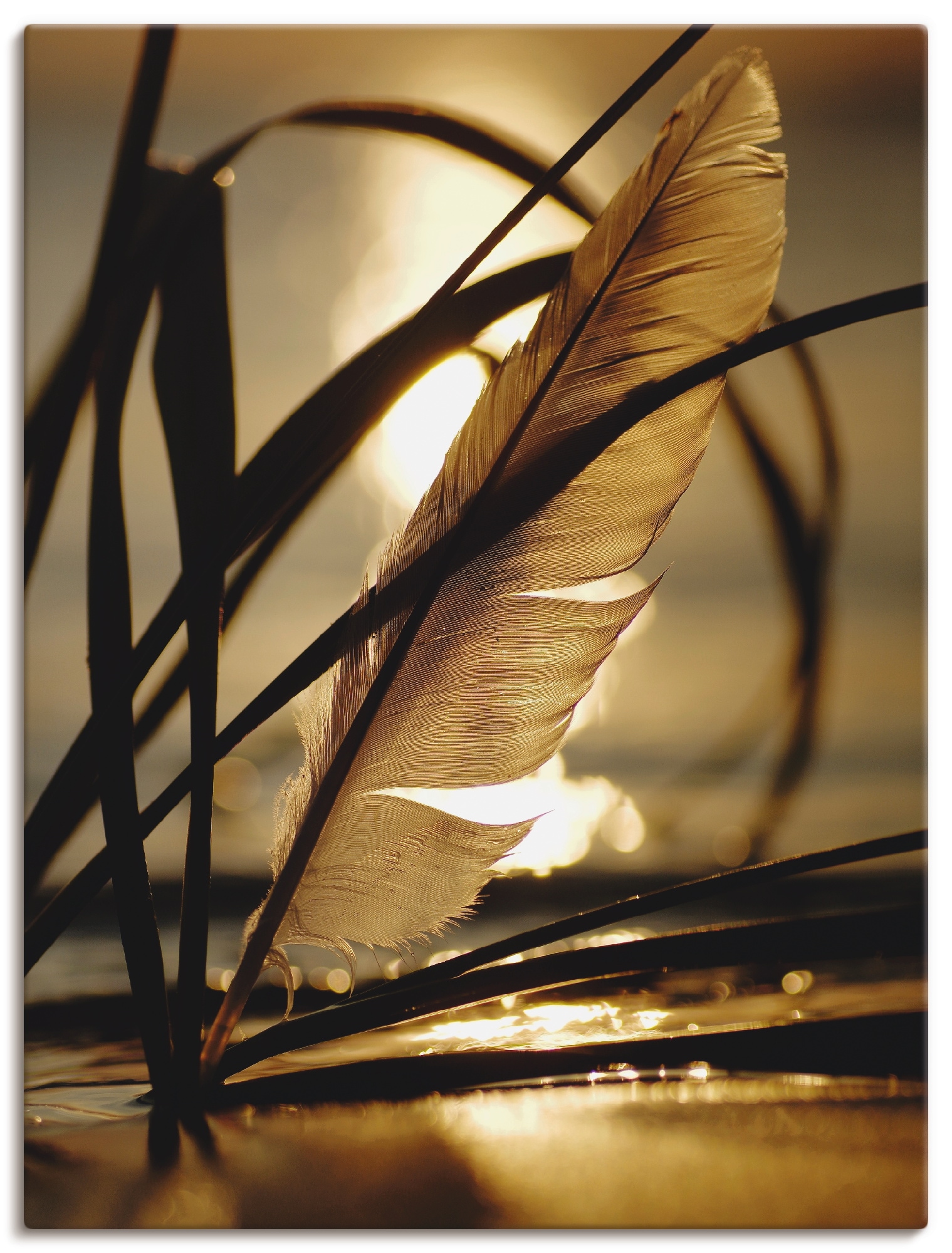 Artland Wandbild »Feder im Abendlicht«, Gräser, (1 St.) von Artland