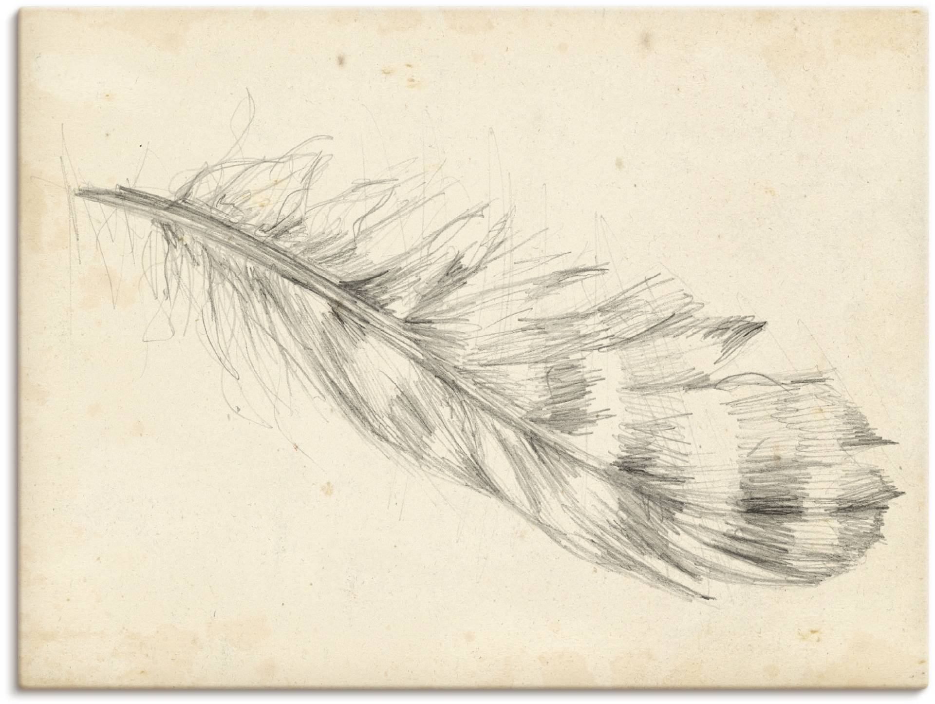 Artland Leinwandbild »Federskizze II«, Arrangements, (1 St.), auf Keilrahmen gespannt Artland Leinwandbild »Federskizze II«, Arrangements, (1 St.), auf Keilrahmen gespannt von Artland