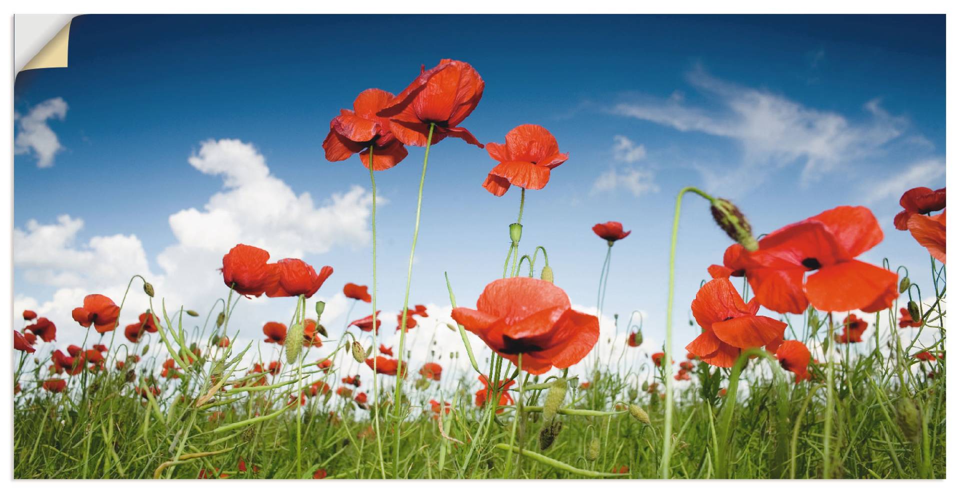 Artland Wandbild »Feld mit Mohnblumen unter Himmel«, Blumenwiese, (1 St.), als Leinwandbild, Wandaufkleber in verschied. Grössen Artland Wandbild »Feld mit Mohnblumen unter Himmel«, Blumenwiese, (1 St.), als Leinwandbild, Wandaufkleber in verschied. Grössen von Artland