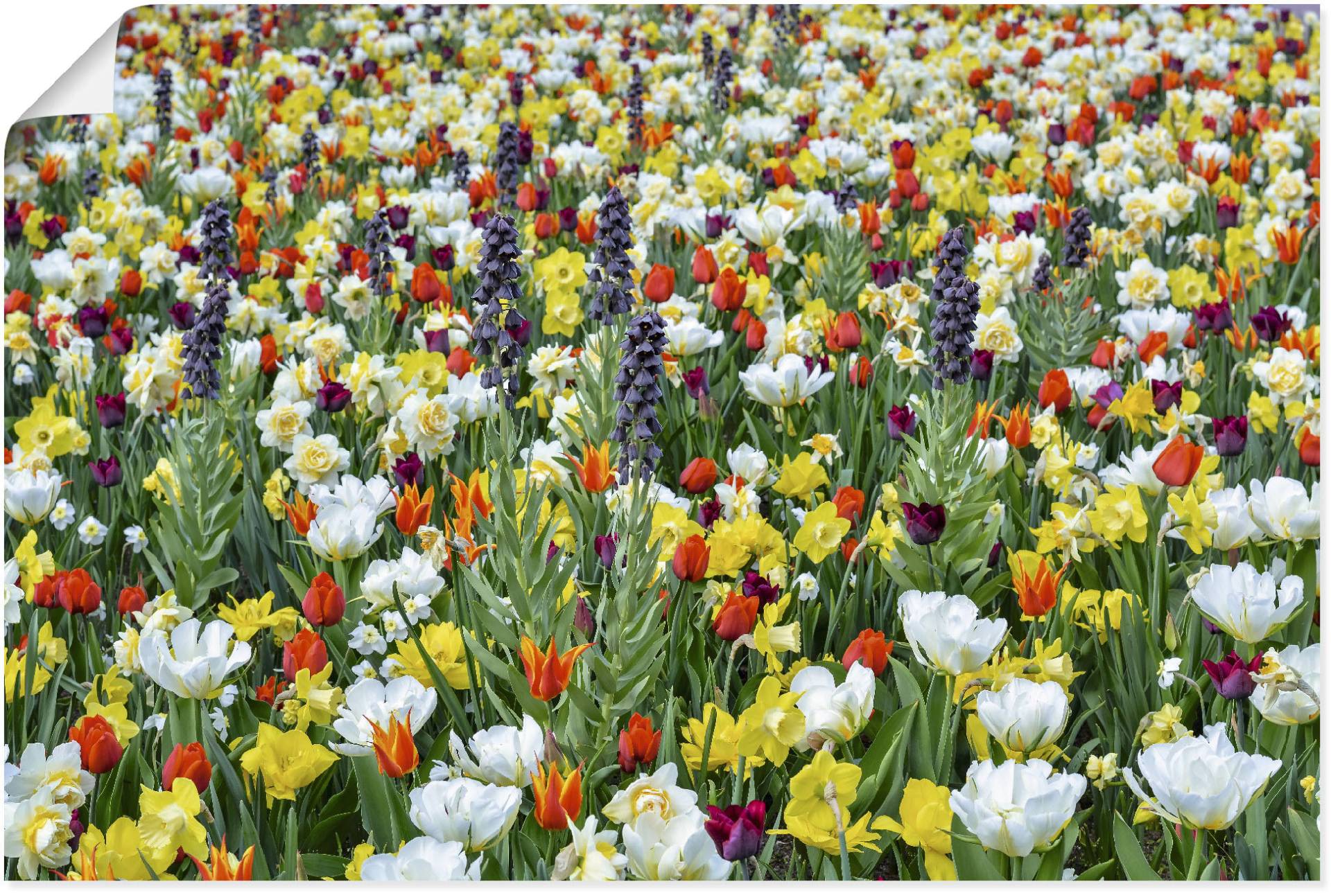 Artland Poster »Feld von verschiedenen Frühlingsblumen«, Blumenwiese, (1 St.) von Artland