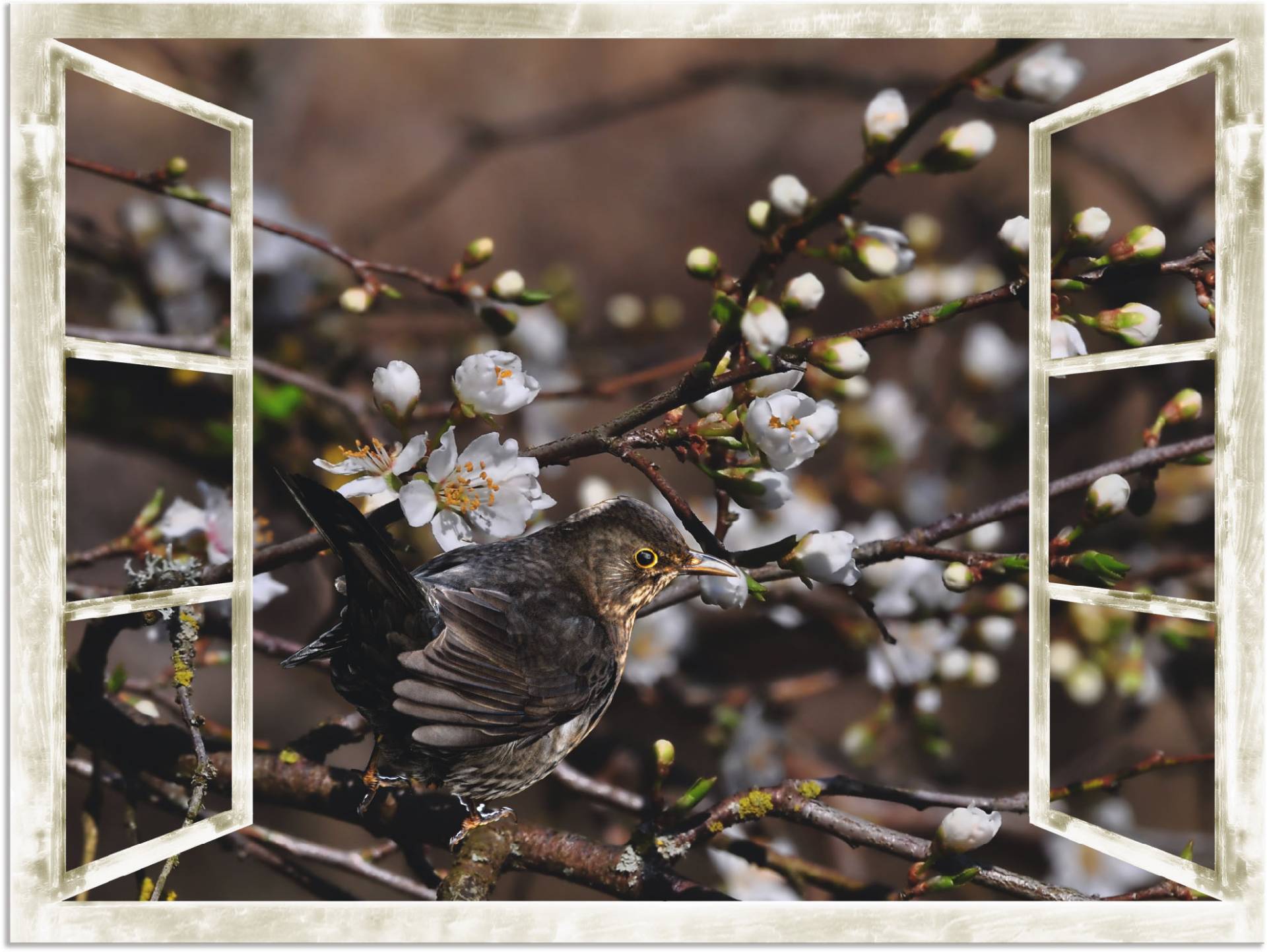 Artland Wandbild »Fensterblick - Kirschblüten mit Amsel«, Vögel, (1 St.) von Artland