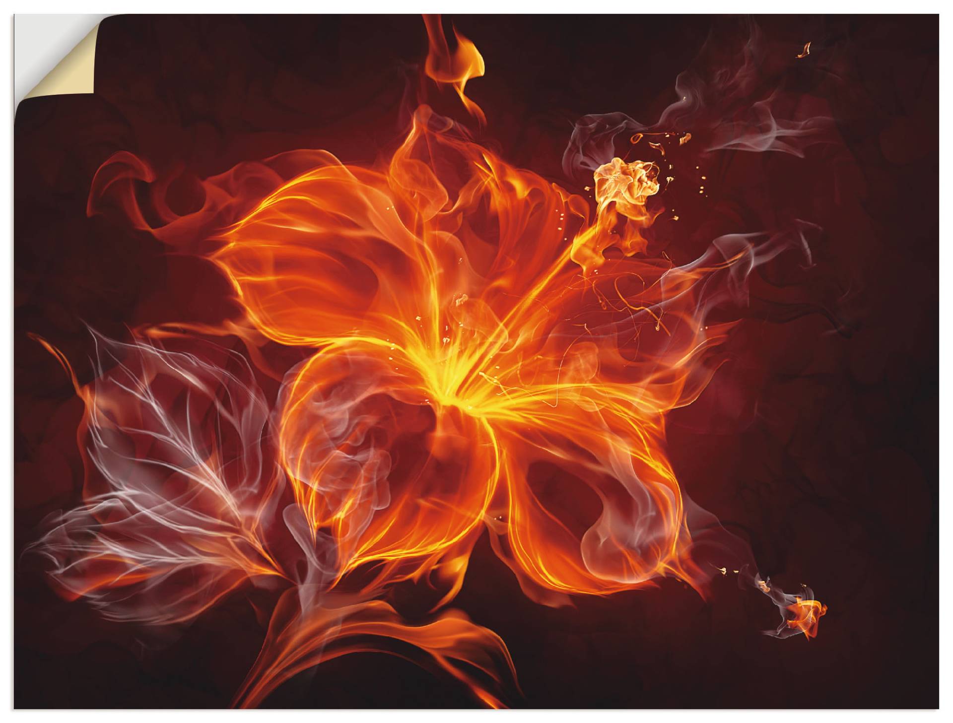 Artland Wandbild »Feuerblume«, Blumen, (1 St.) von Artland