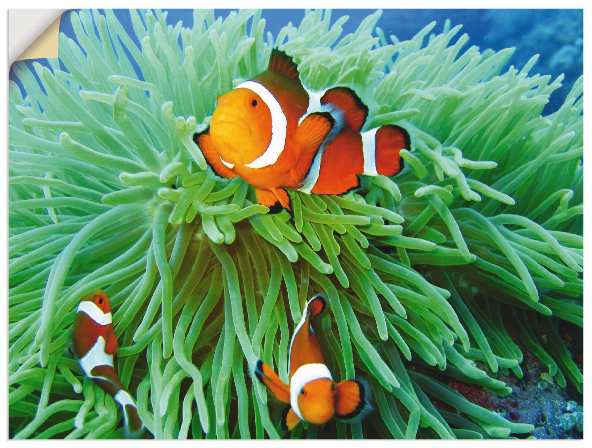 Artland Wandbild »Finde Nemo«, Wassertiere, (1 St.), als Poster, Wandaufkleber in verschied. Grössen Artland Wandbild »Finde Nemo«, Wassertiere, (1 St.), als Poster, Wandaufkleber in verschied. Grössen von Artland