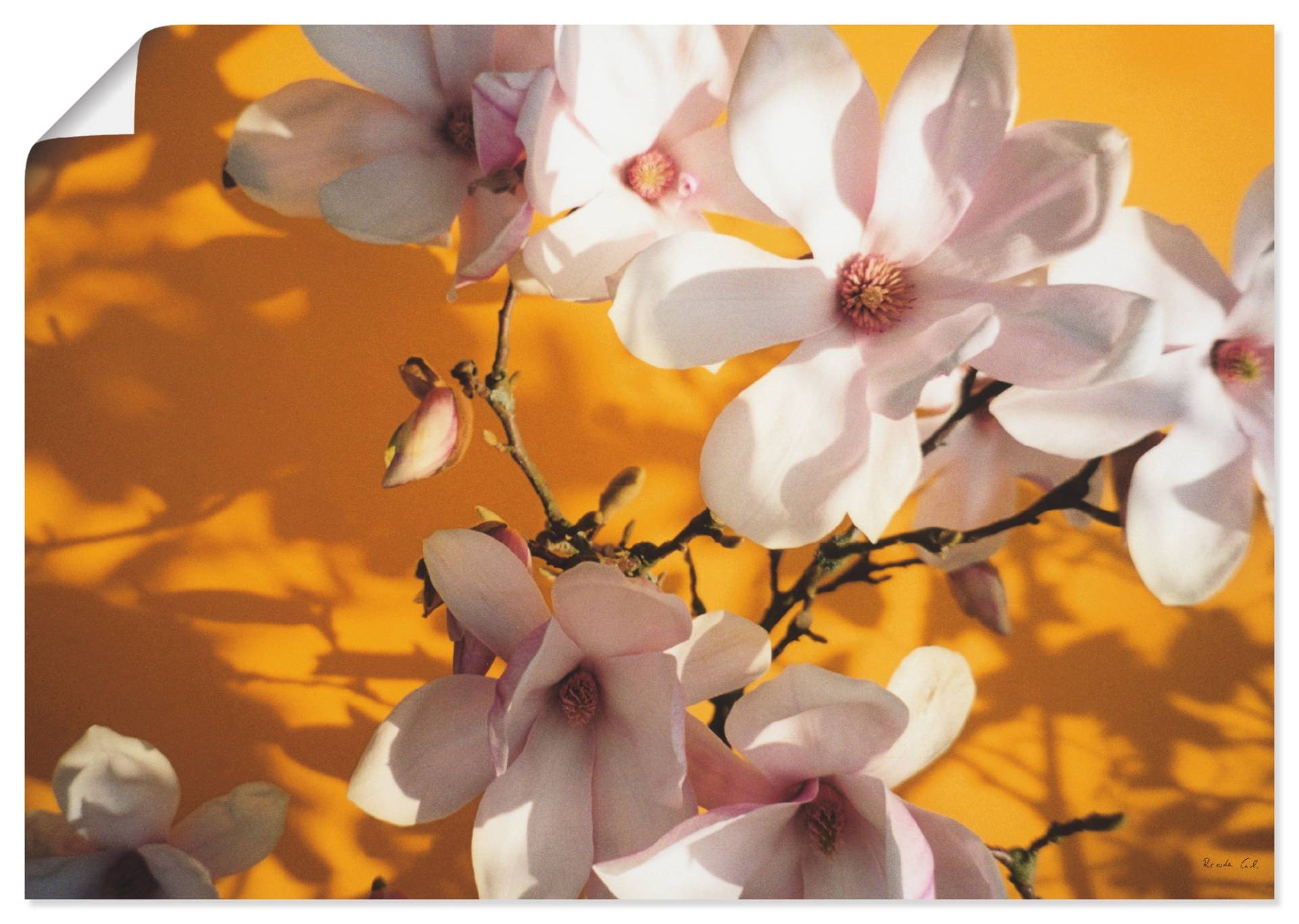 Artland Wandbild »Fotokollage Magnolie«, Blumen, (1 St.) von Artland