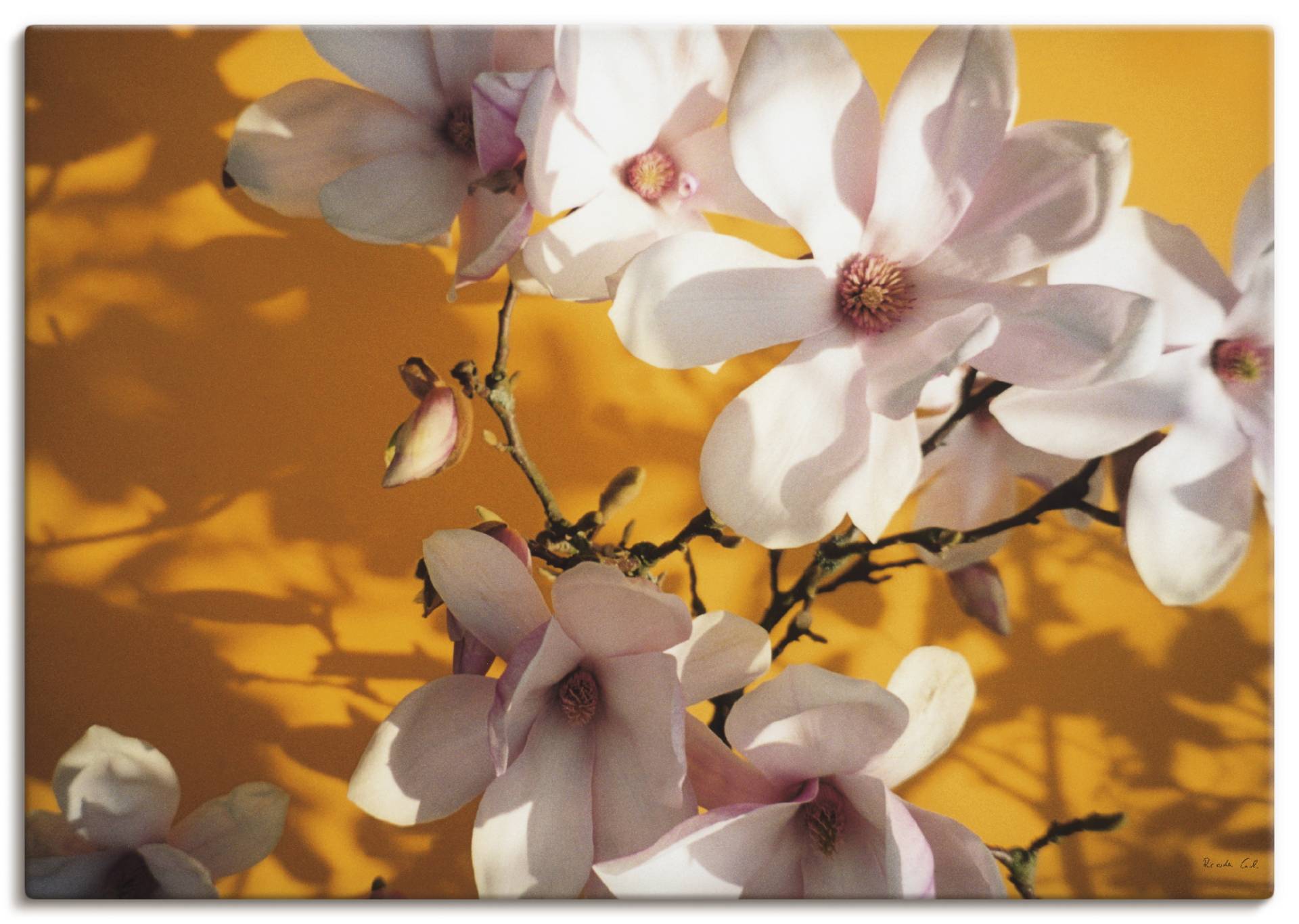 Artland Wandbild »Fotokollage Magnolie«, Blumen, (1 St.) von Artland