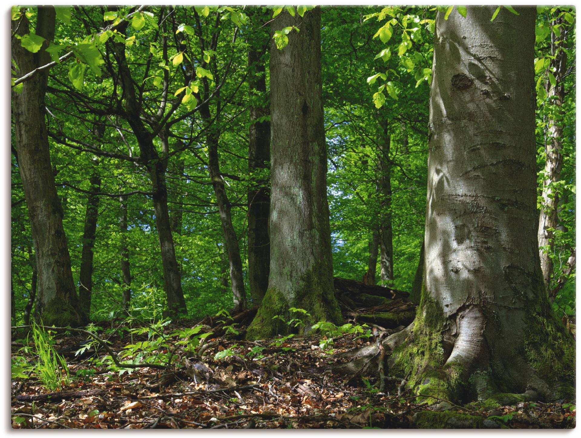 Artland Leinwandbild »Frühling im Buchenwald«, Wald, (1 St.) von Artland