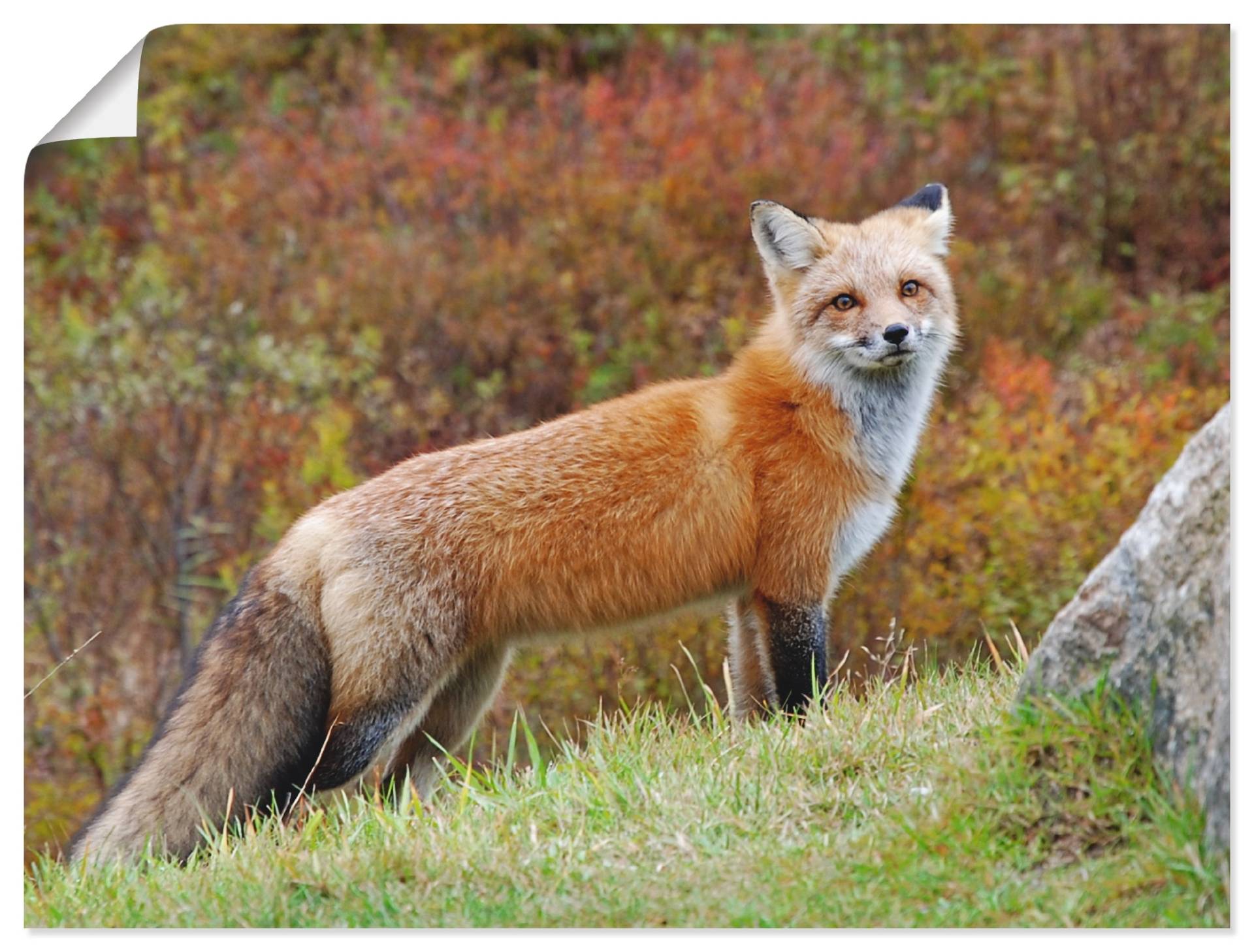 Artland Wandbild »Fuchs I«, Wildtiere, (1 St.), als Leinwandbild, Poster in verschied. Grössen Artland Wandbild »Fuchs I«, Wildtiere, (1 St.), als Leinwandbild, Poster in verschied. Grössen von Artland