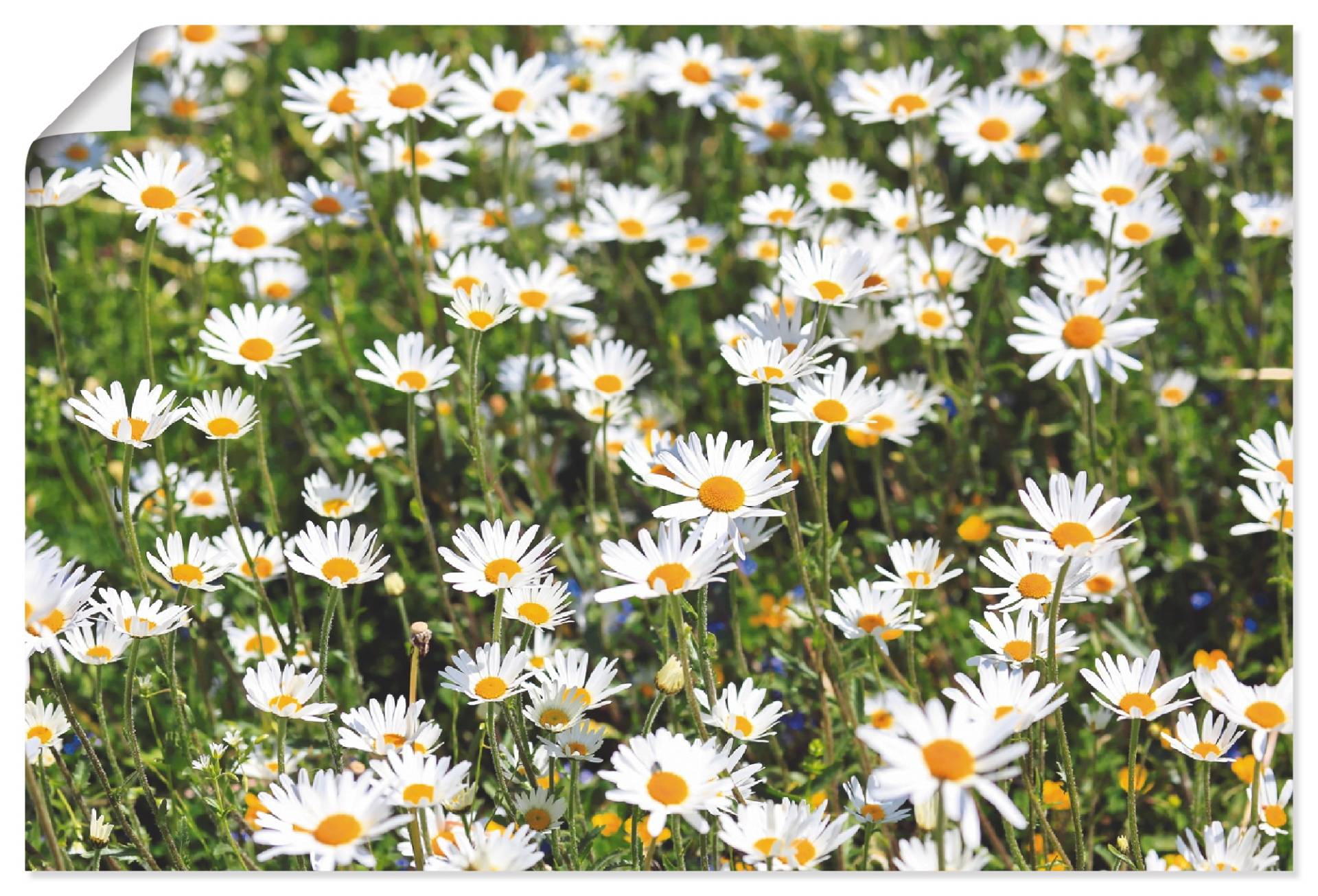 Artland Wandbild »Gänseblümchen«, Blumen, (1 St.), als Alubild, Outdoorbild, Leinwandbild in verschied. Grössen von Artland