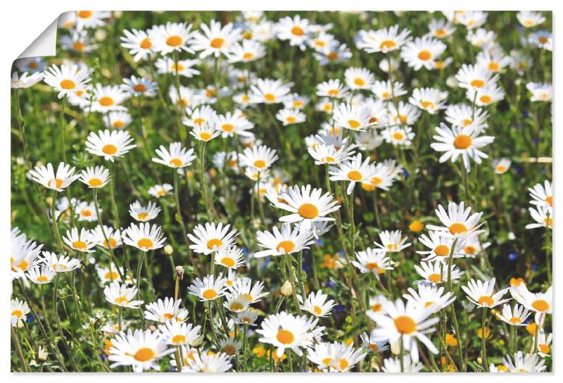Artland Wandbild »Gänseblümchen«, Blumen, (1 St.), als Alubild, Outdoorbild, Leinwandbild in verschied. Grössen von Artland