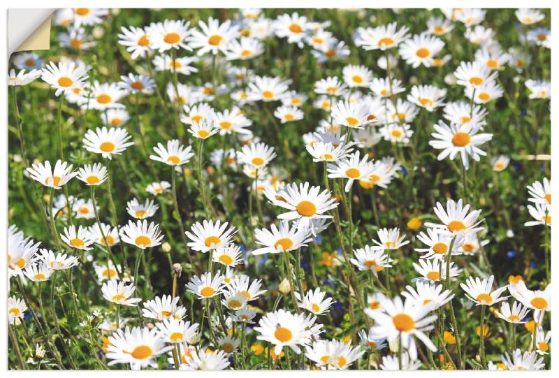 Artland Wandbild »Gänseblümchen«, Blumen, (1 St.), als Alubild, Outdoorbild, Leinwandbild in verschied. Grössen von Artland