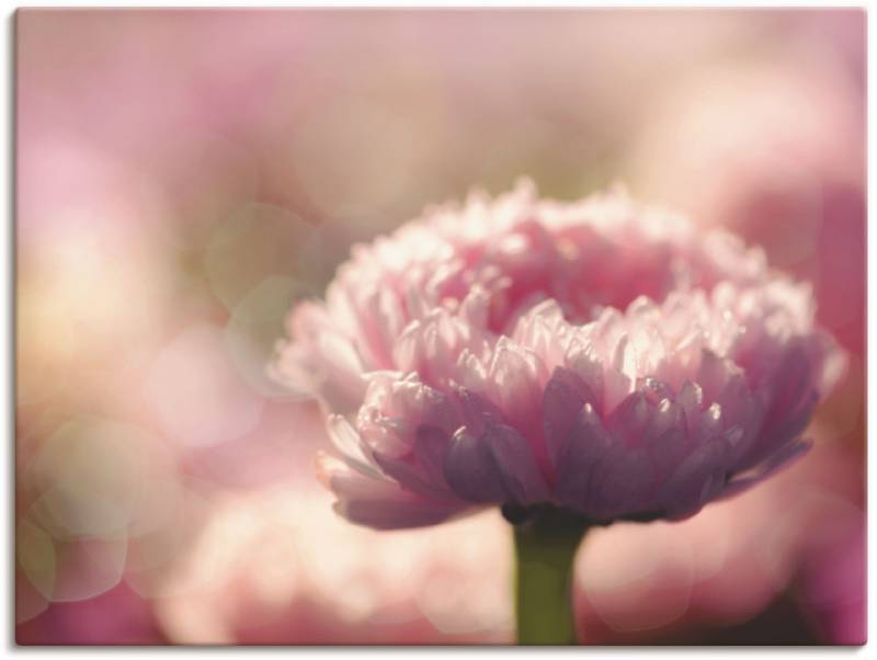 Artland Wandbild »Gänseblümchen in LOVE«, Blumen, (1 St.), als Leinwandbild, Wandaufkleber oder Poster in versch. Grössen von Artland