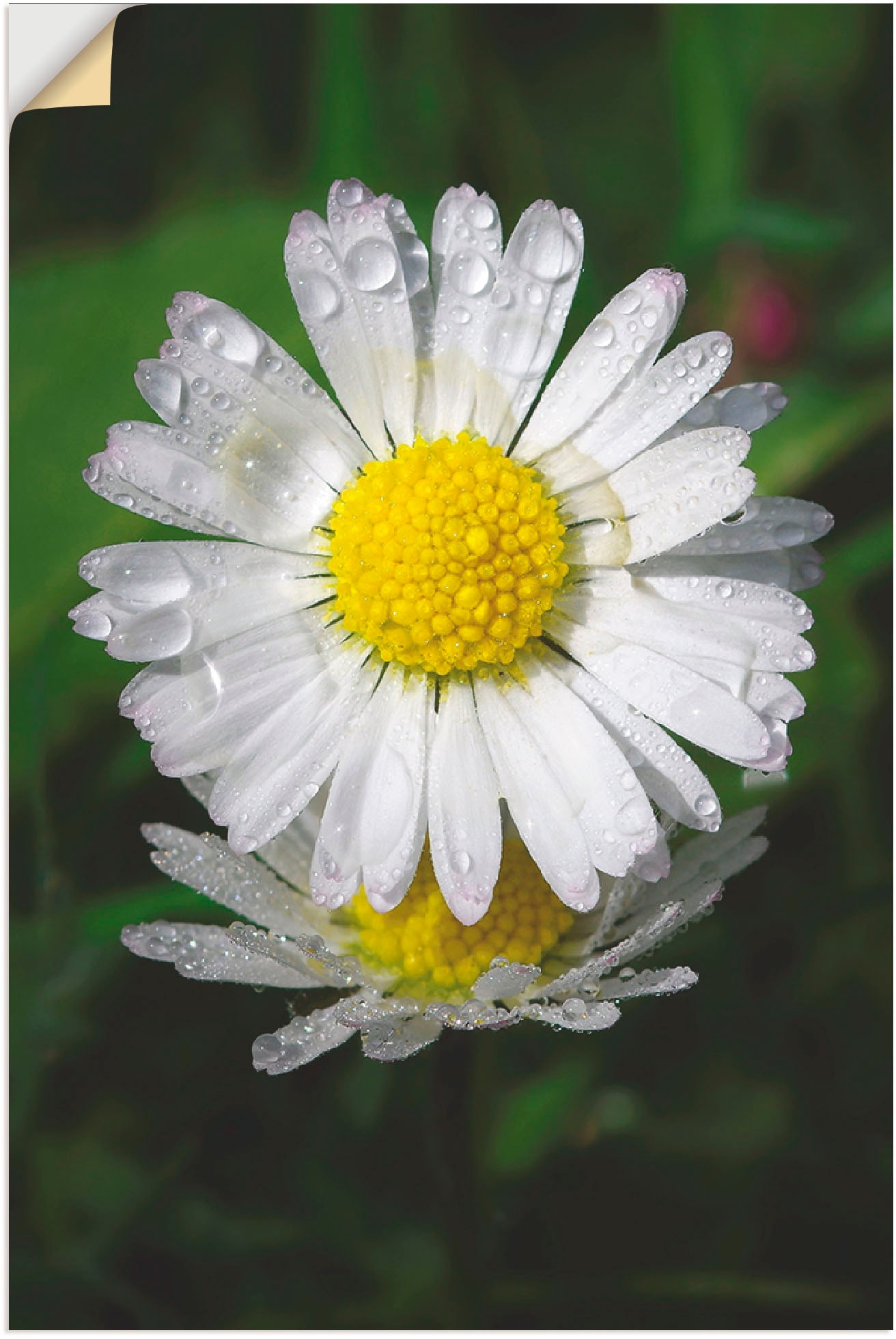 Artland Wandfolie »Gänseblümchen mit Tropfen«, Blumen, (1 St.) von Artland