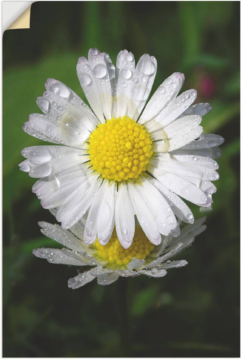 Artland Wandfolie »Gänseblümchen mit Tropfen«, Blumen, (1 St.), selbstklebend von Artland