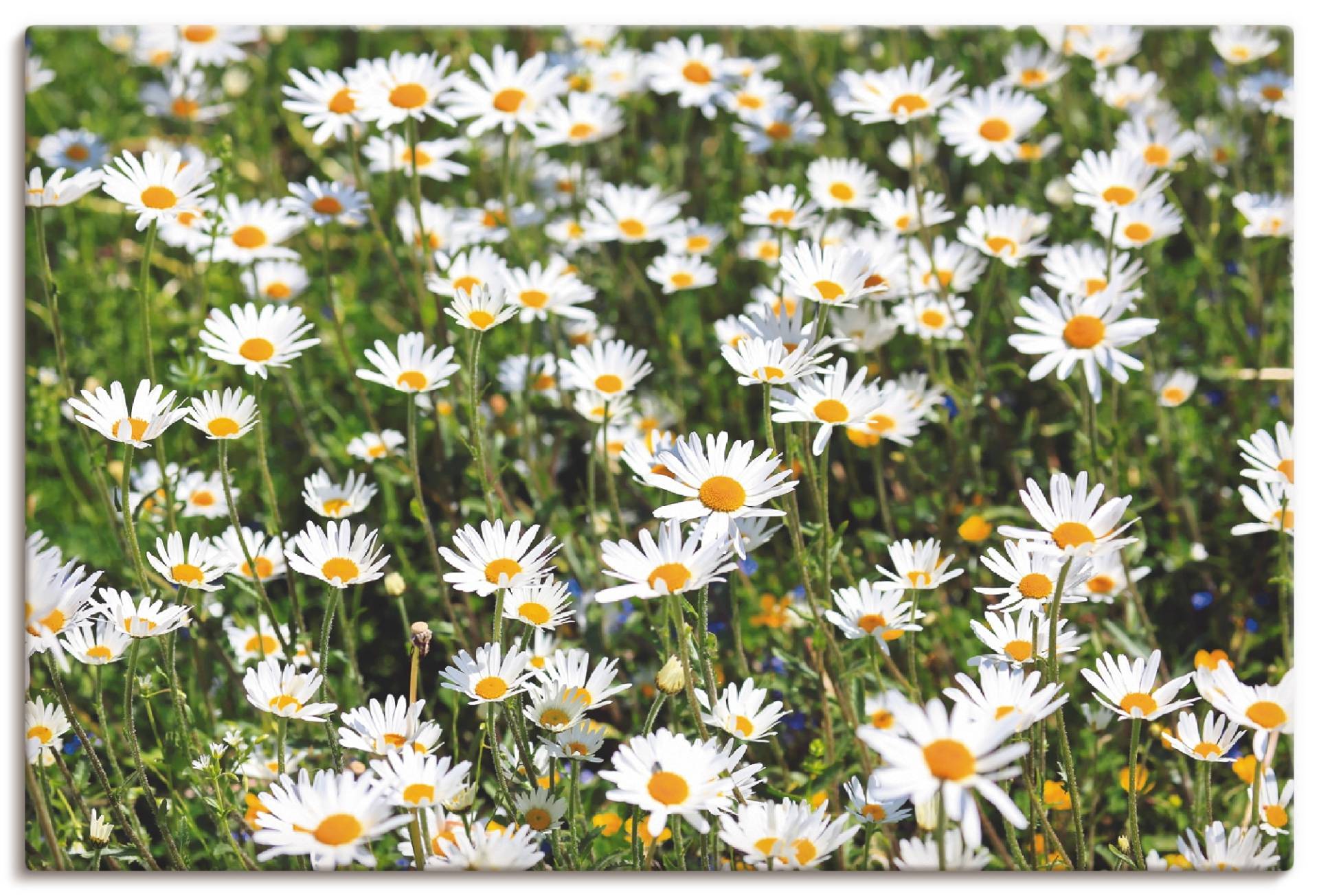 Artland Wandbild »Gänseblümchen«, Blumen, (1 St.) von Artland