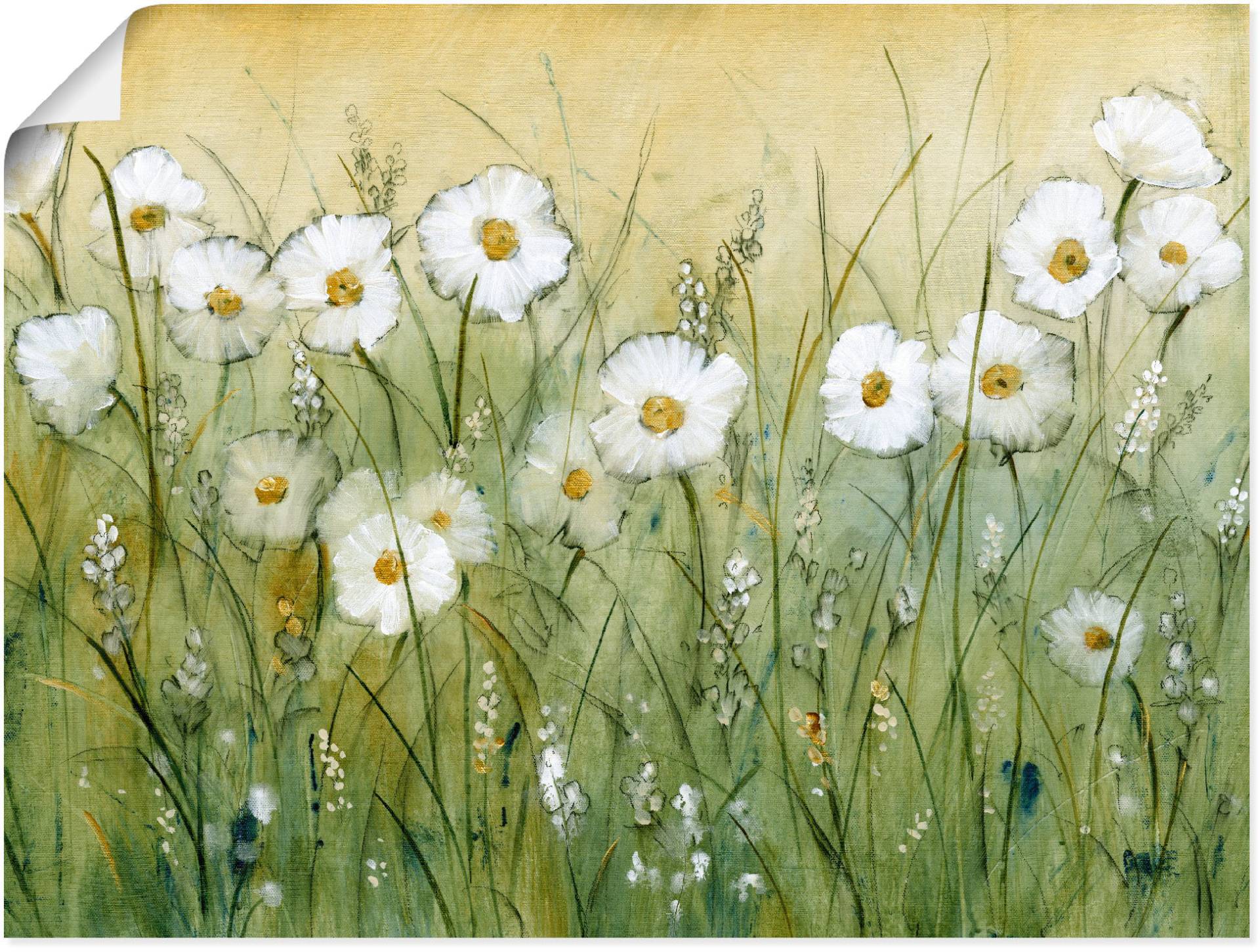 Artland Wandbild »Gänseblümchenfrühling II«, Blumen, (1 St.) von Artland