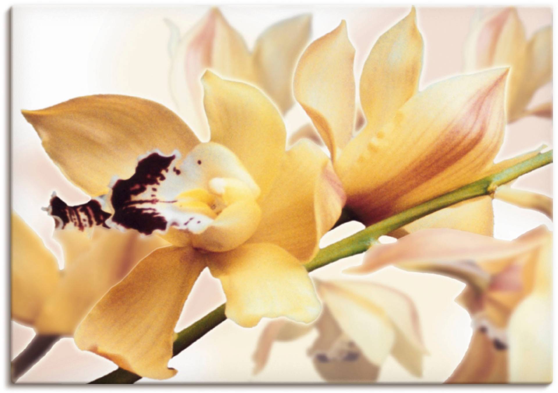 Artland Wandbild »Gelbe Orchidee«, Blumenbilder, (1 St.), als Alubild, Outdoorbild, Leinwandbild, Poster in verschied. Grössen von Artland