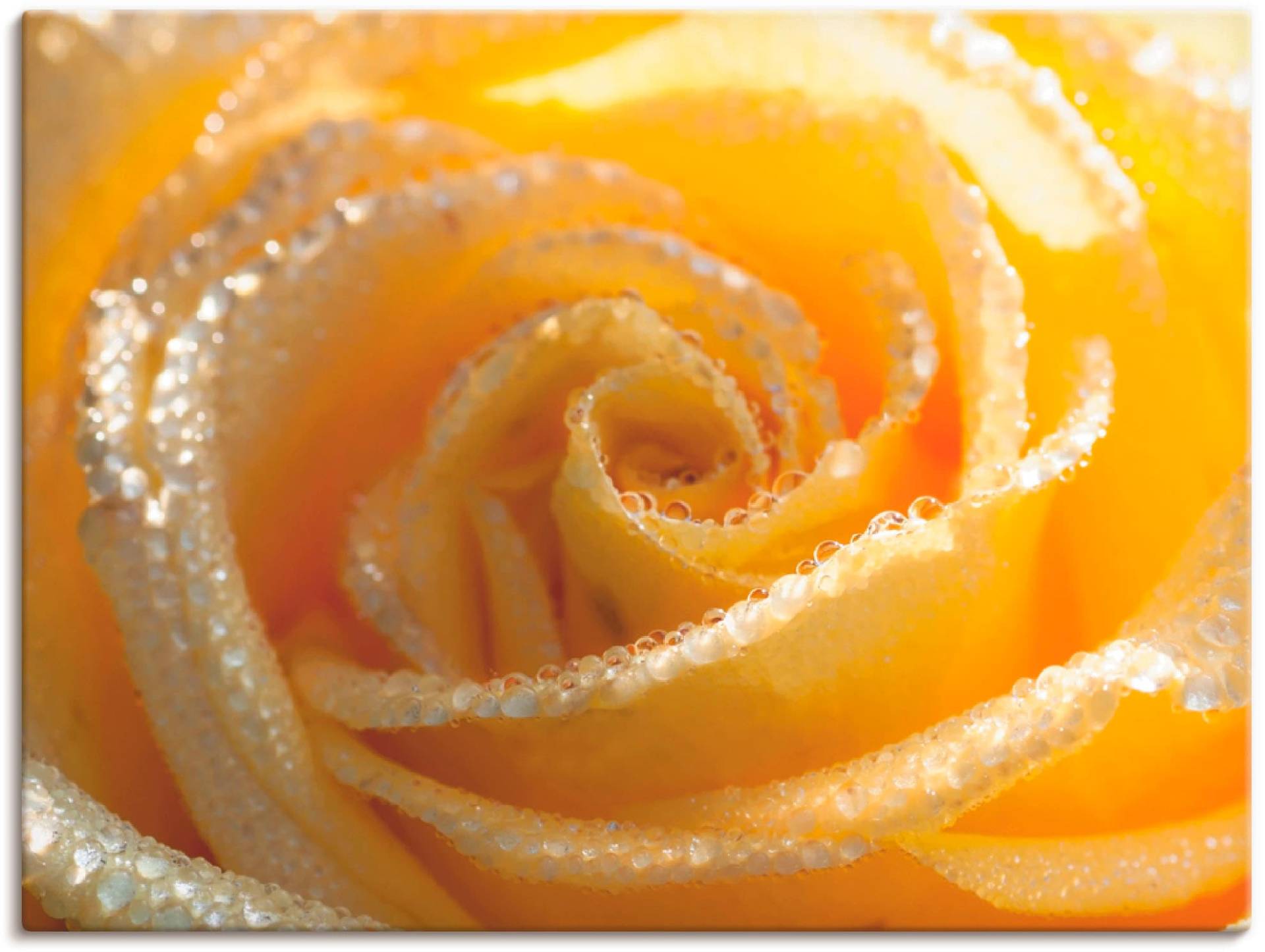 Artland Wandbild »Gelbe Rose Makro«, Blumen, (1 St.) von Artland