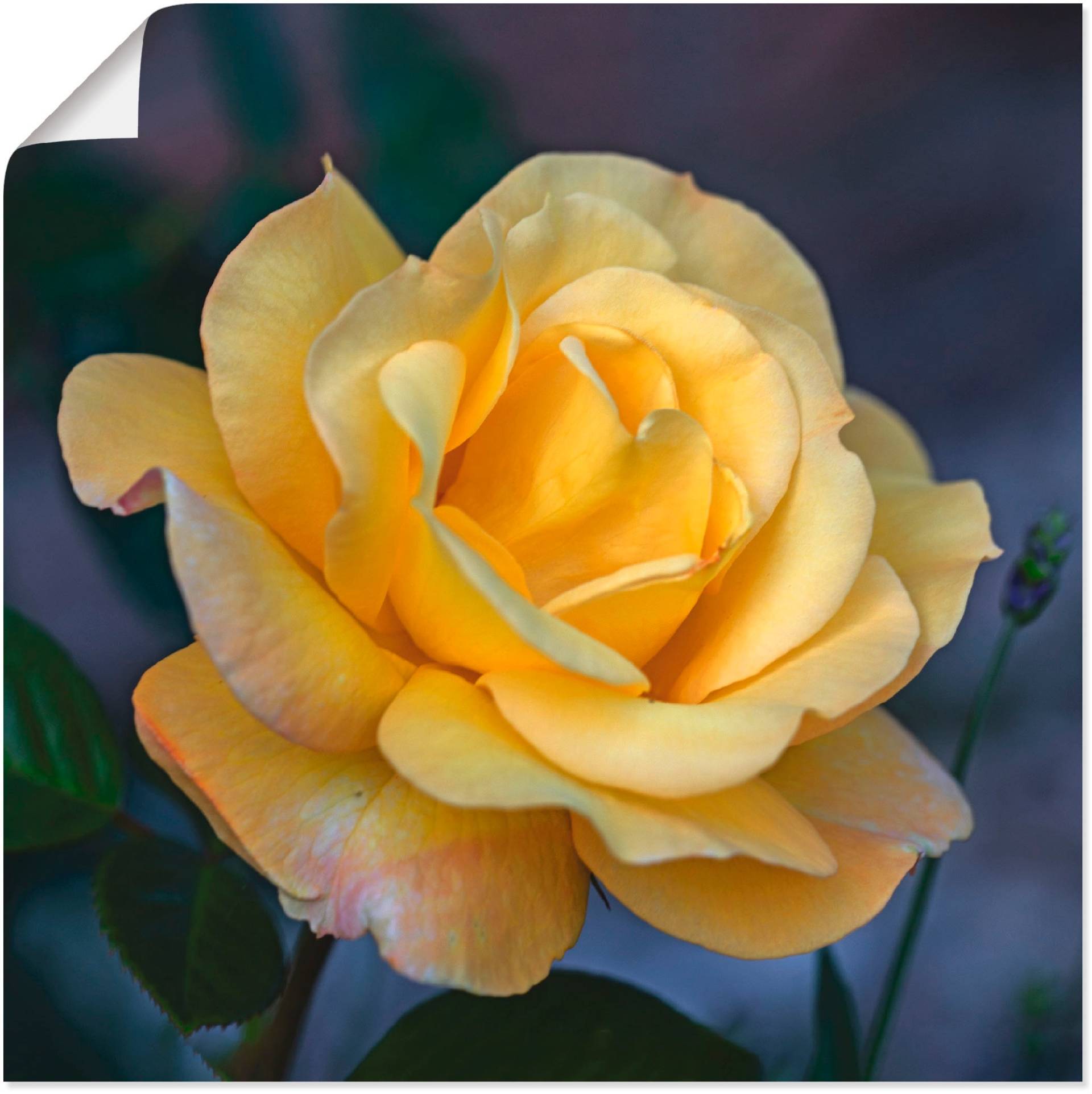 Artland Wandbild »Gelbe Rose«, Blumen, (1 St.) von Artland