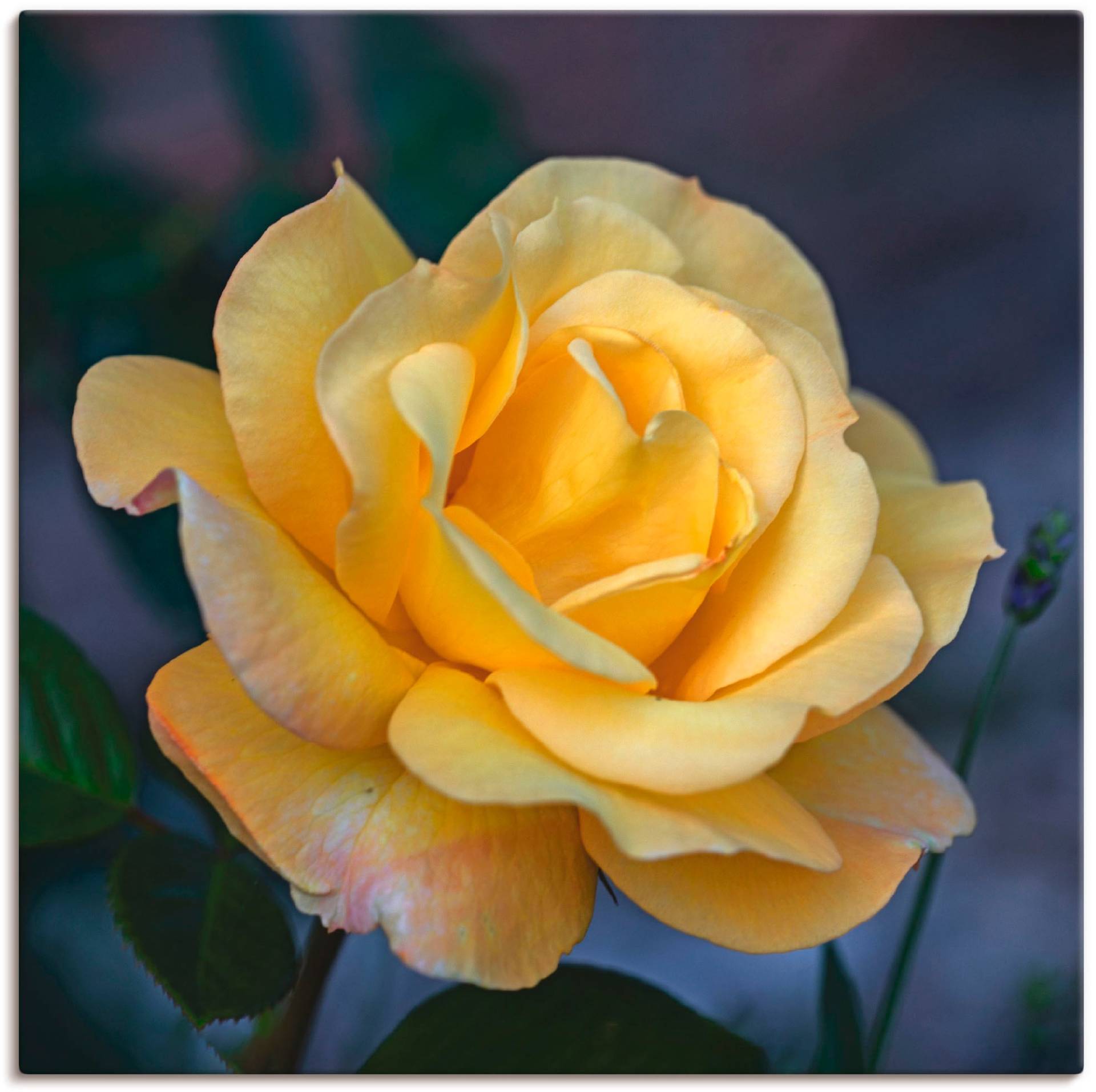 Artland Wandbild »Gelbe Rose«, Blumen, (1 St.) von Artland