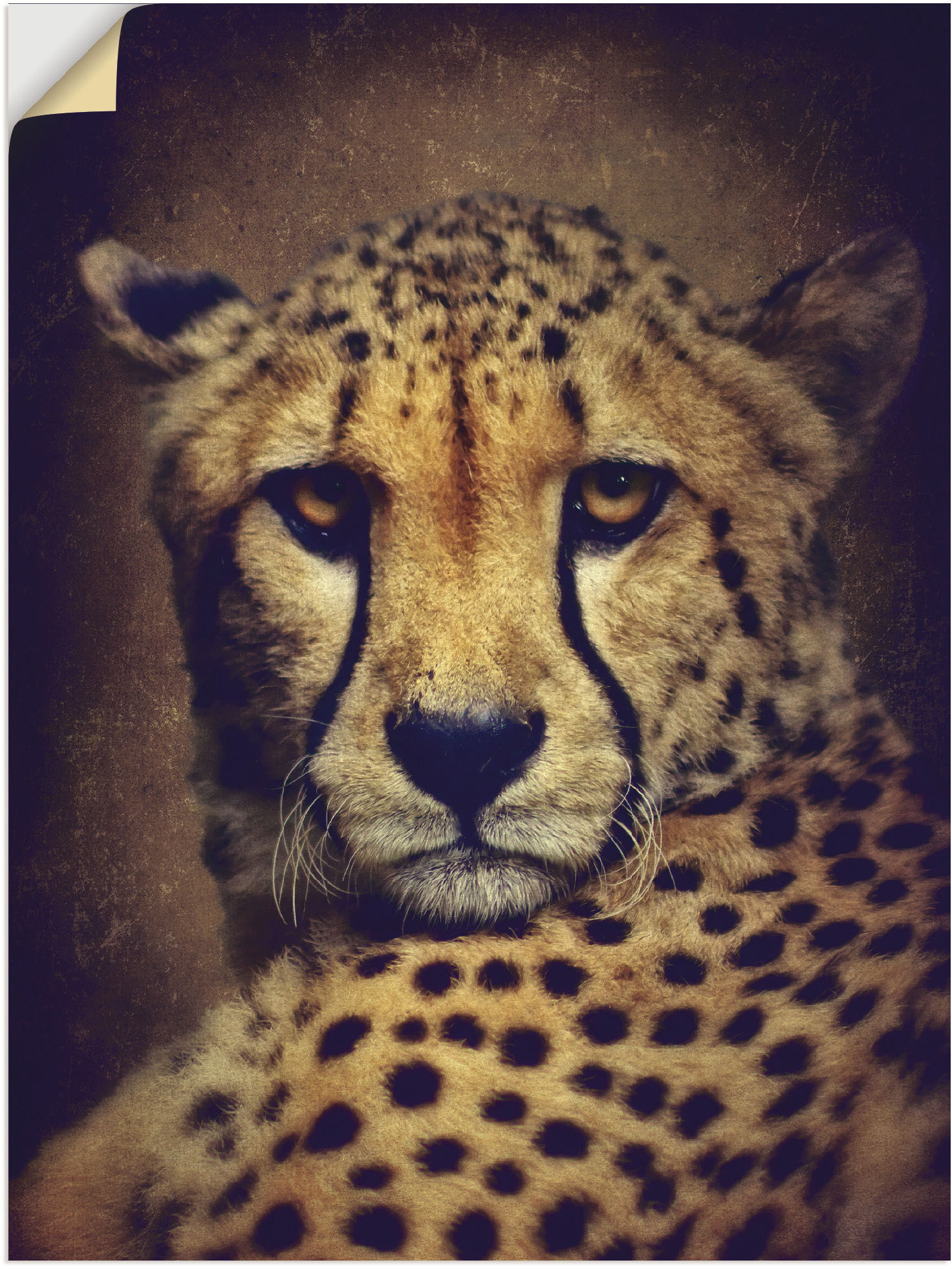 Artland Wandbild »Gepard«, Wildtiere, (1 St.), als Leinwandbild, Wandaufkleber in verschied. Grössen von Artland