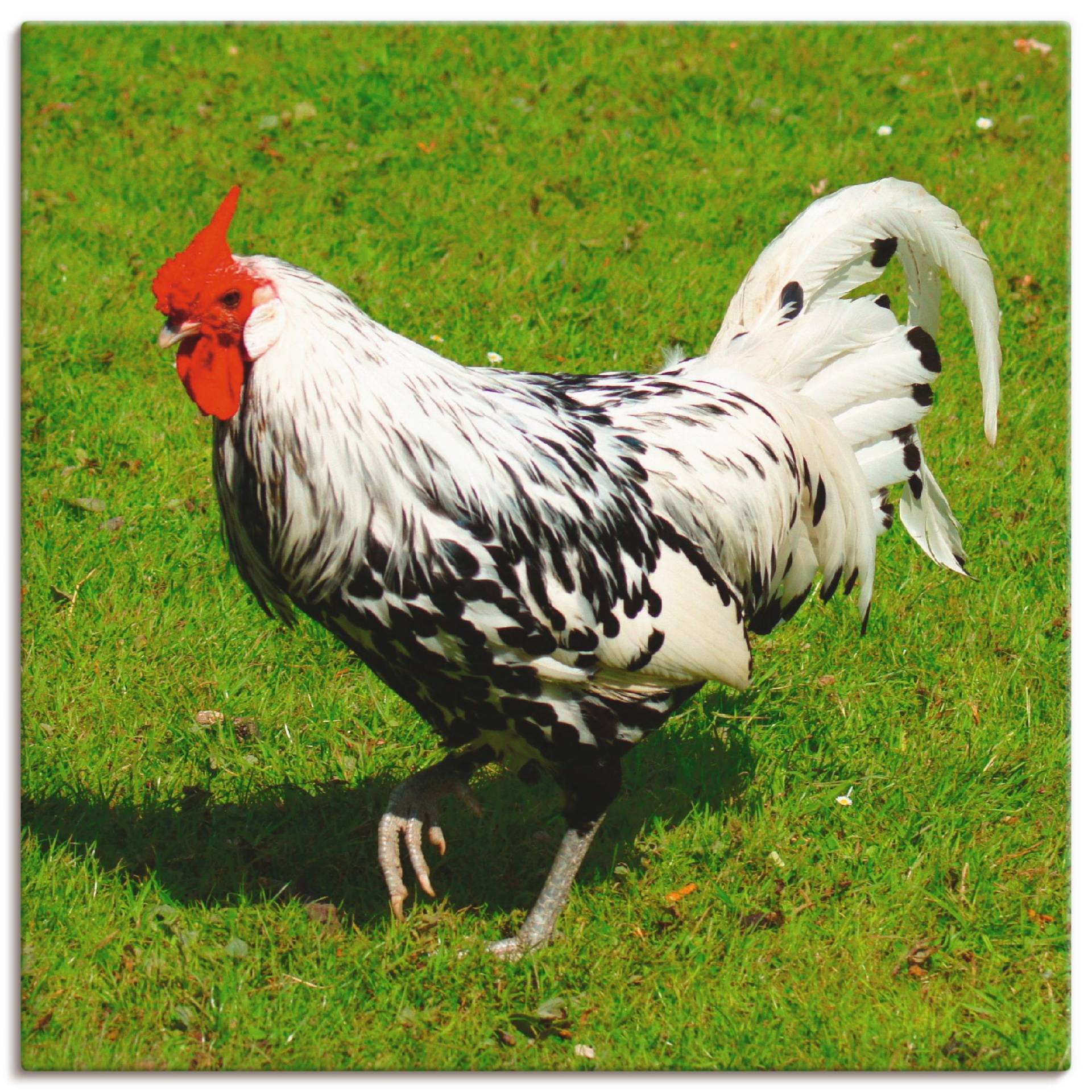 Artland Leinwandbild »Gepunktetes Huhn«, Vögel, (1 St.) von Artland