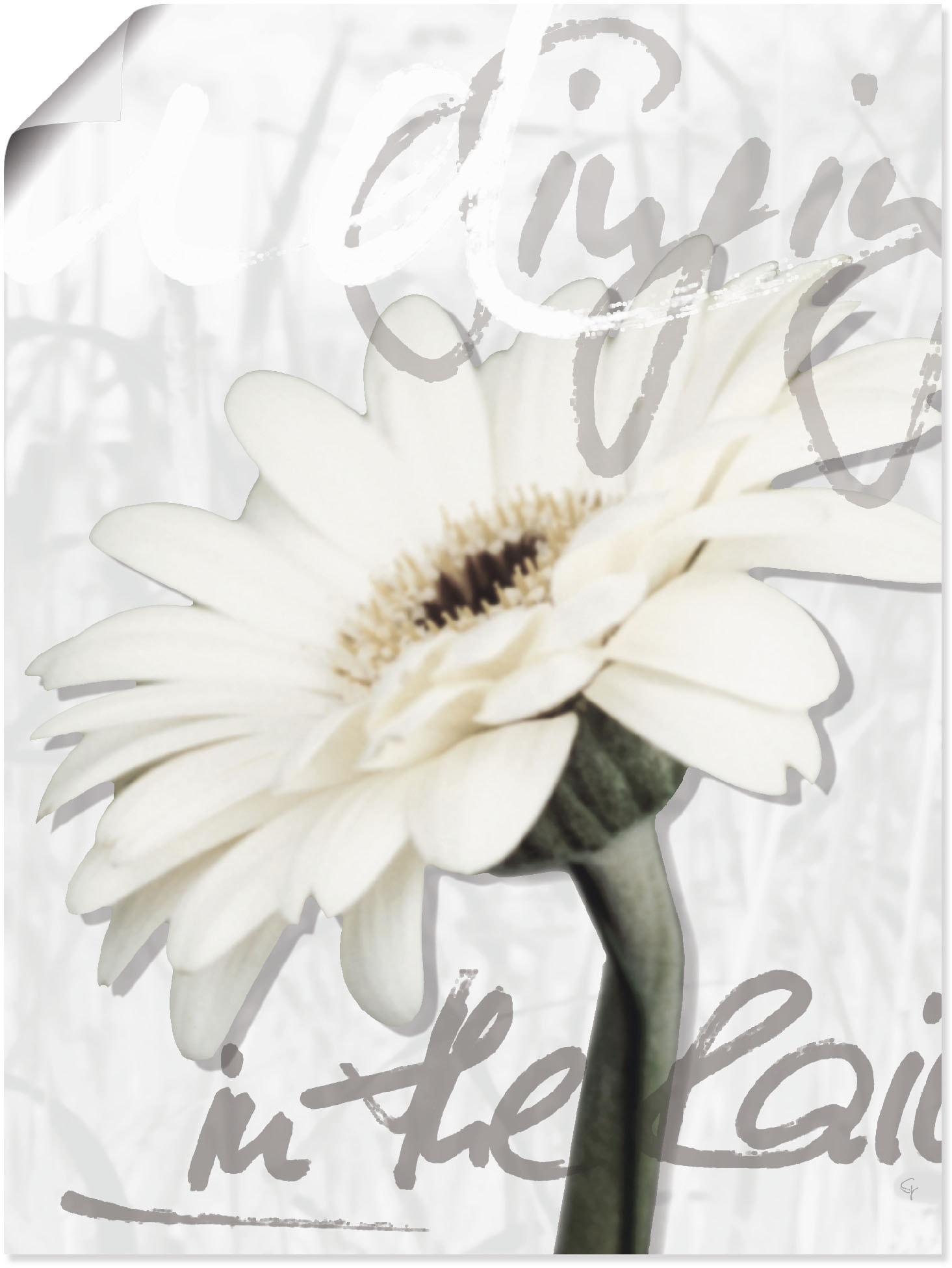 Artland Wandbild »Gerbera«, Blumenbilder, (1 St.), als Leinwandbild, Poster, Wandaufkleber in verschied. Grössen Artland Wandbild »Gerbera«, Blumenbilder, (1 St.), als Leinwandbild, Poster, Wandaufkleber in verschied. Grössen von Artland