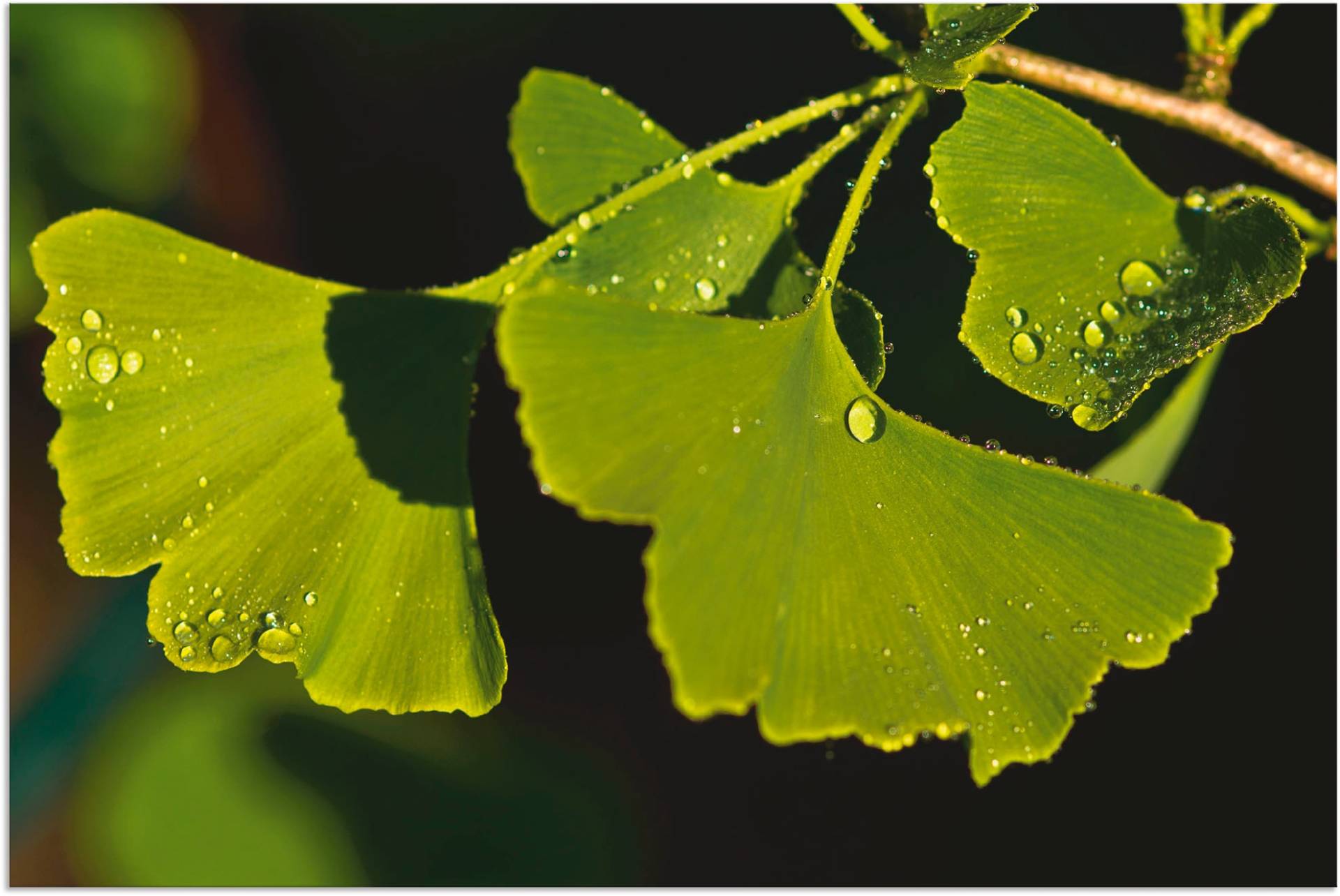 Artland Wandbild »Ginkgo Blätter«, Blätter, (1 St.), als Alubild, Outdoorbild, Poster in verschied. Grössen Artland Wandbild »Ginkgo Blätter«, Blätter, (1 St.), als Alubild, Outdoorbild, Poster in verschied. Grössen von Artland