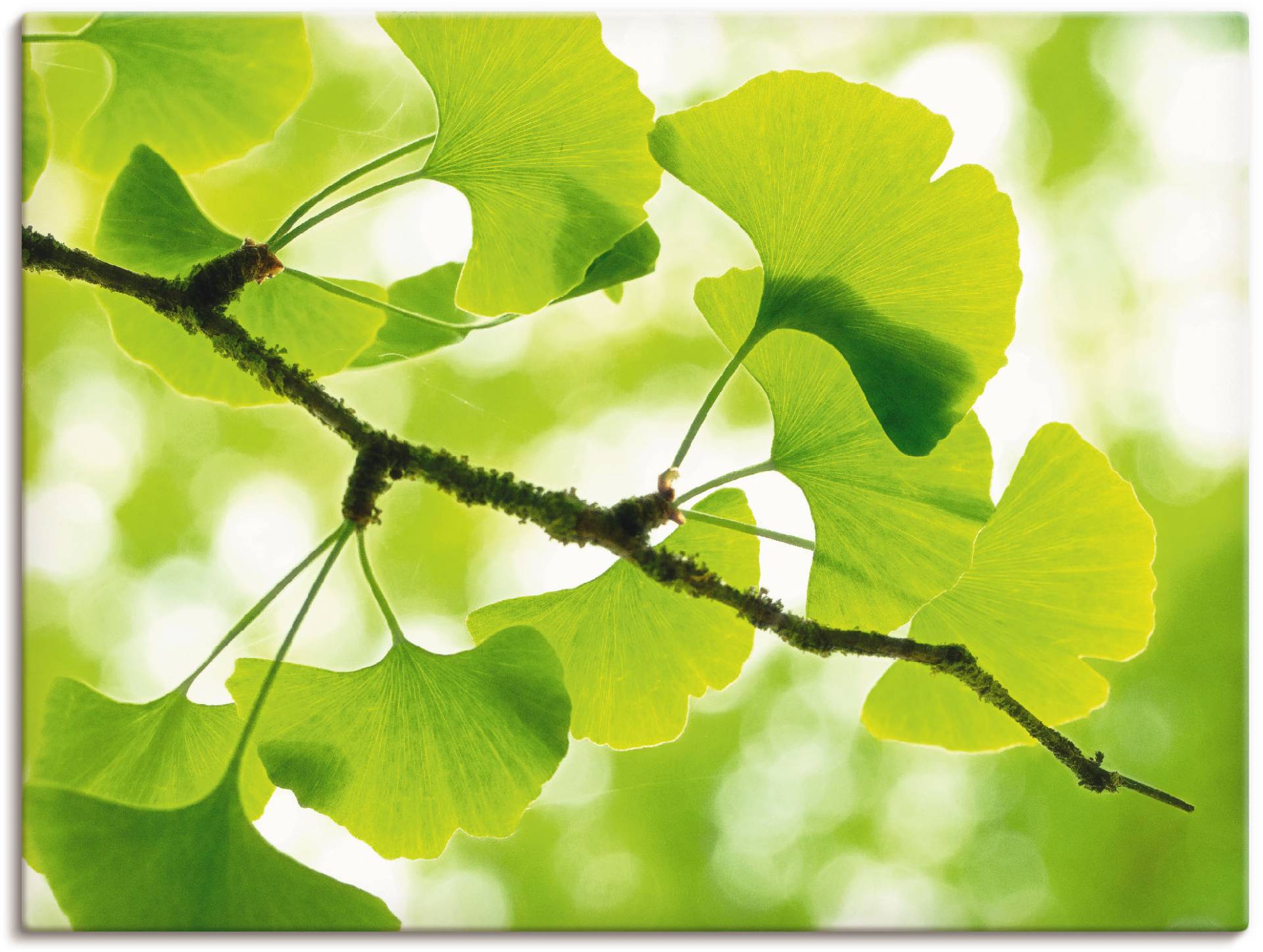 Artland Wandbild »Ginkgo«, Blätter, (1 St.), als Leinwandbild, Poster in verschied. Grössen Artland Wandbild »Ginkgo«, Blätter, (1 St.), als Leinwandbild, Poster in verschied. Grössen von Artland