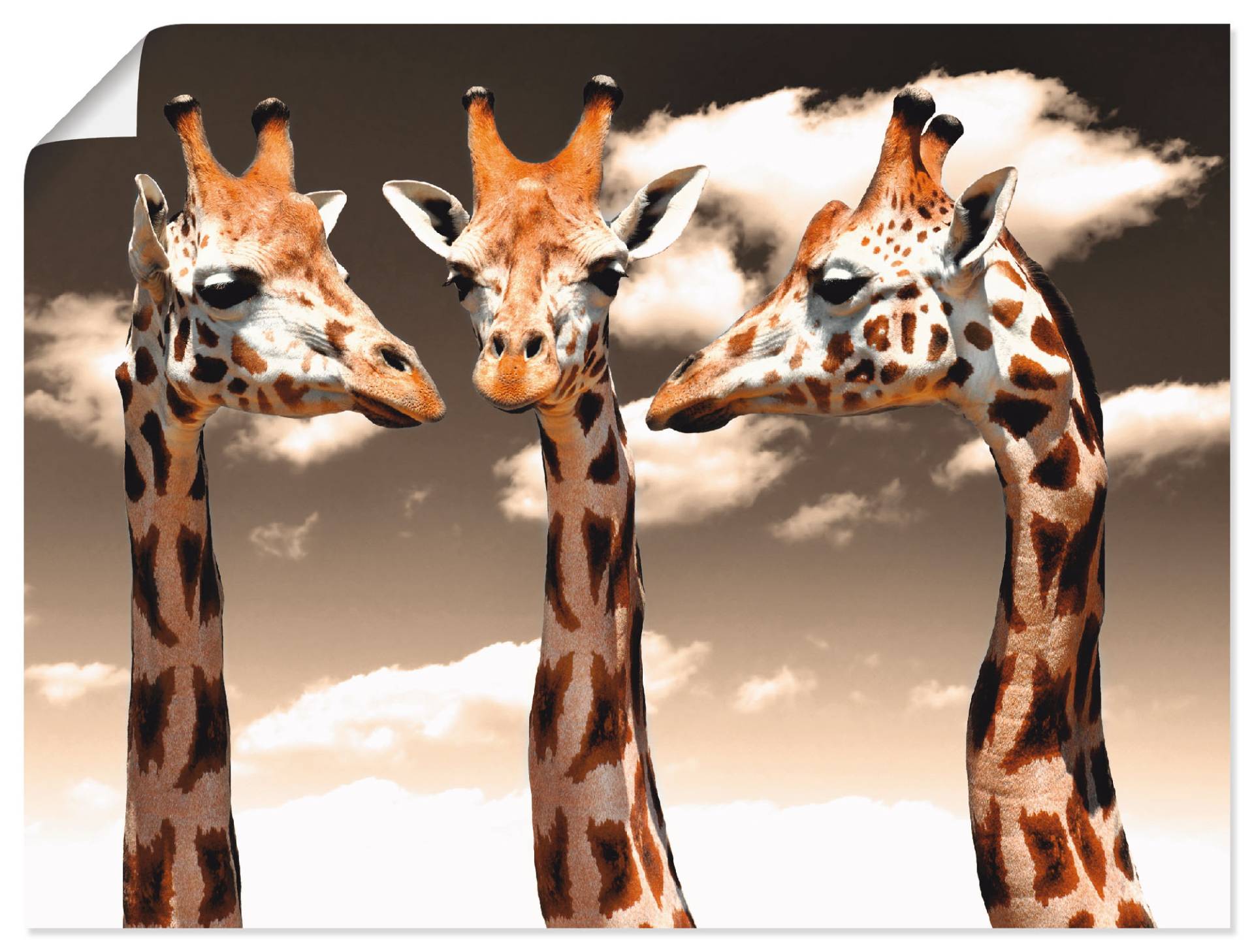 Artland Poster »Giraffe_sepia«, Wildtiere, (1 St.) von Artland