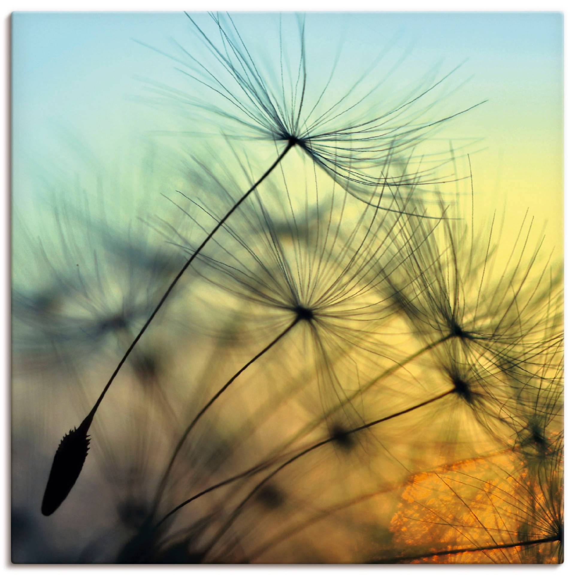 Artland Wandbild »Goldener Sonnenuntergang und Pusteblumen«, Blumen, (1 St.) von Artland