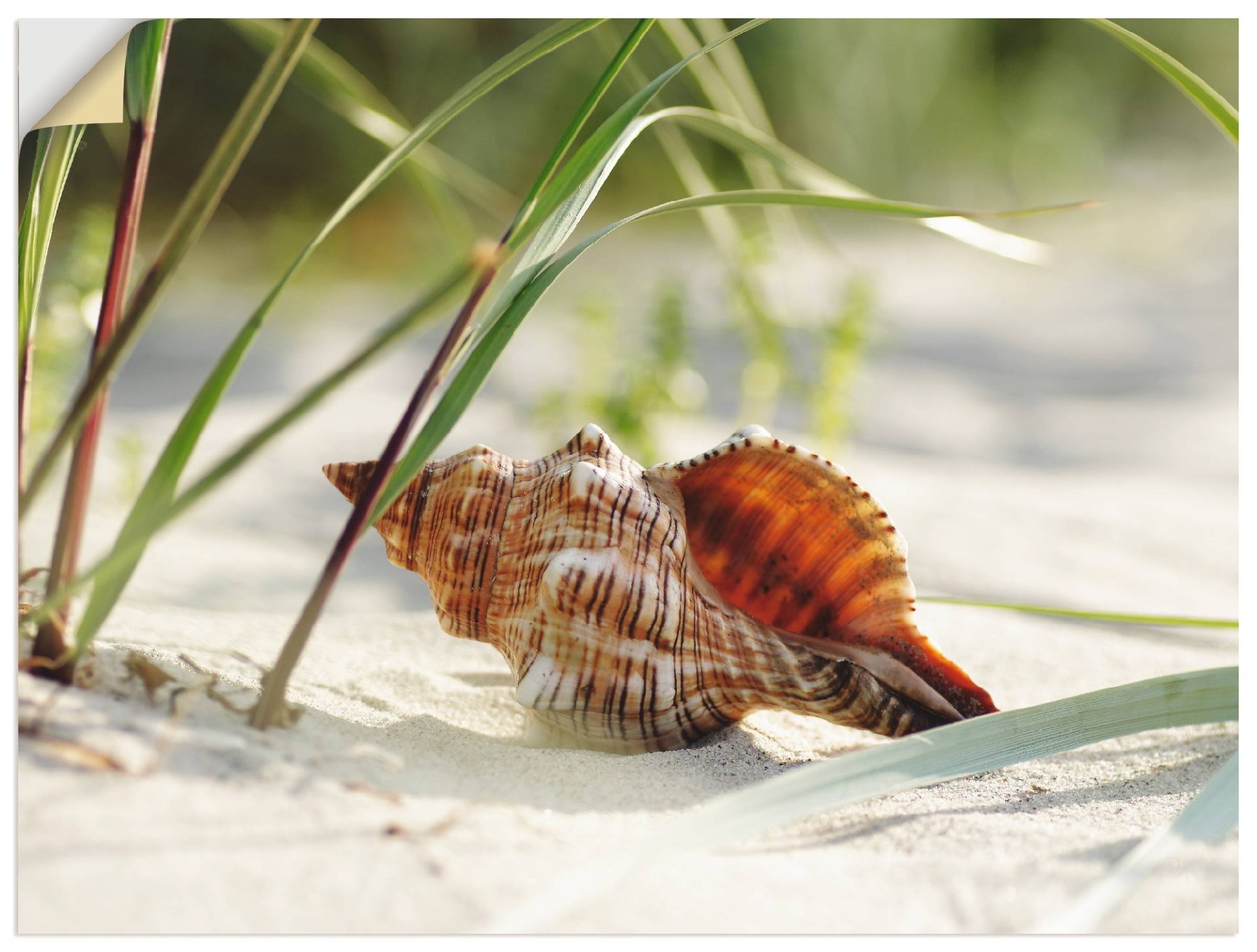 Artland Wandbild »Grosse Muschel am Strand«, Wassertiere, (1 St.), als Leinwandbild, Poster, Wandaufkleber in verschied. Grössen Artland Wandbild »Grosse Muschel am Strand«, Wassertiere, (1 St.), als Leinwandbild, Poster, Wandaufkleber in verschied. Grössen von Artland