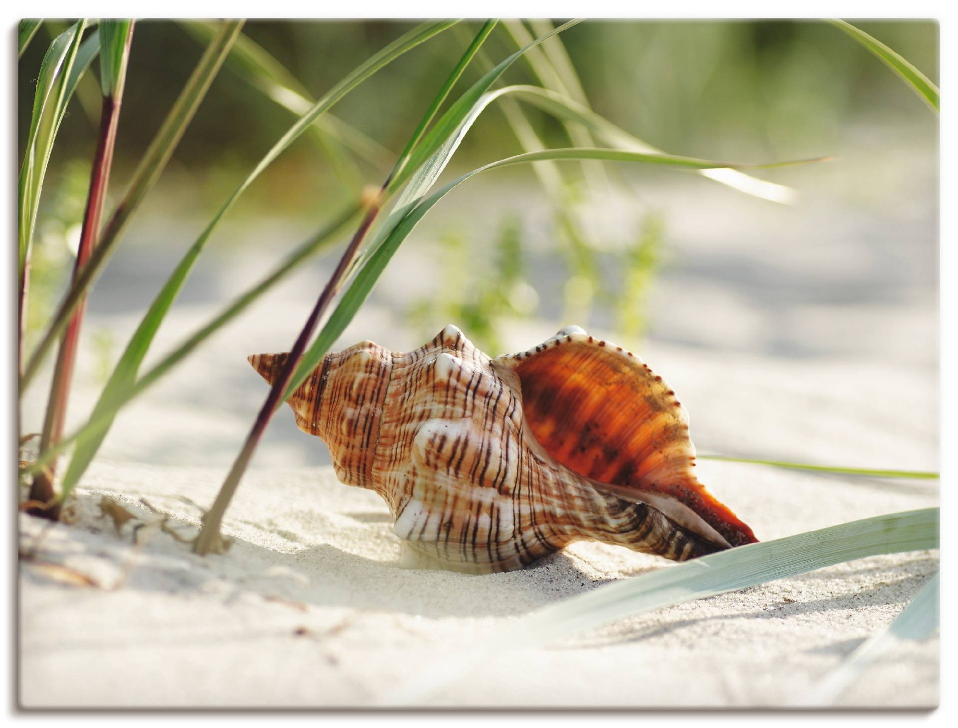 Artland Wandbild »Grosse Muschel am Strand«, Wassertiere, (1 St.) von Artland