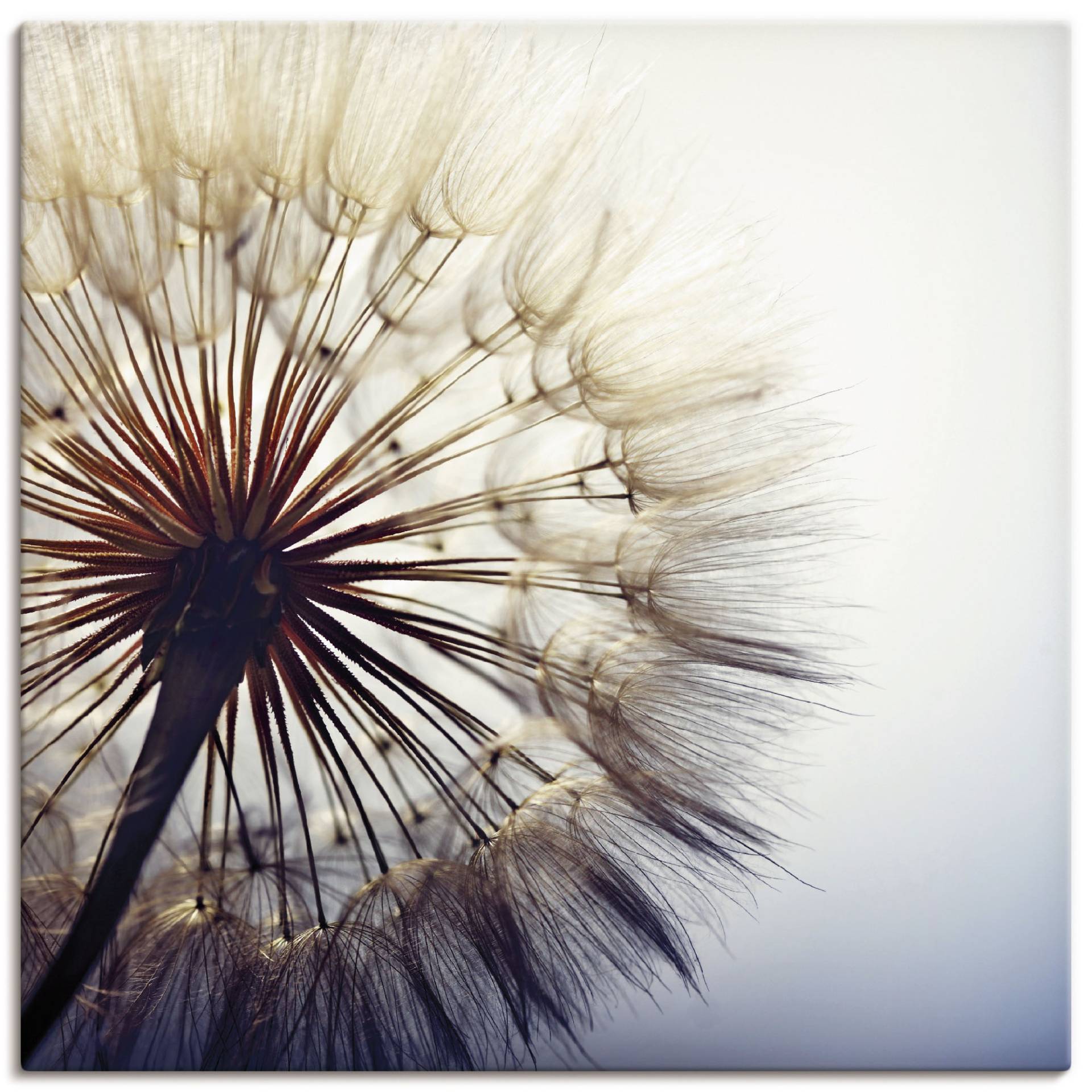 Artland Wandbild »Grosse Pusteblume«, Blumen, (1 St.) von Artland