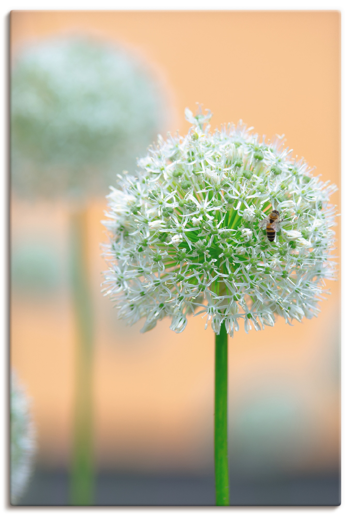 Artland Wandbild »Grosser Allium in Pastell«, Blumen, (1 St.) von Artland