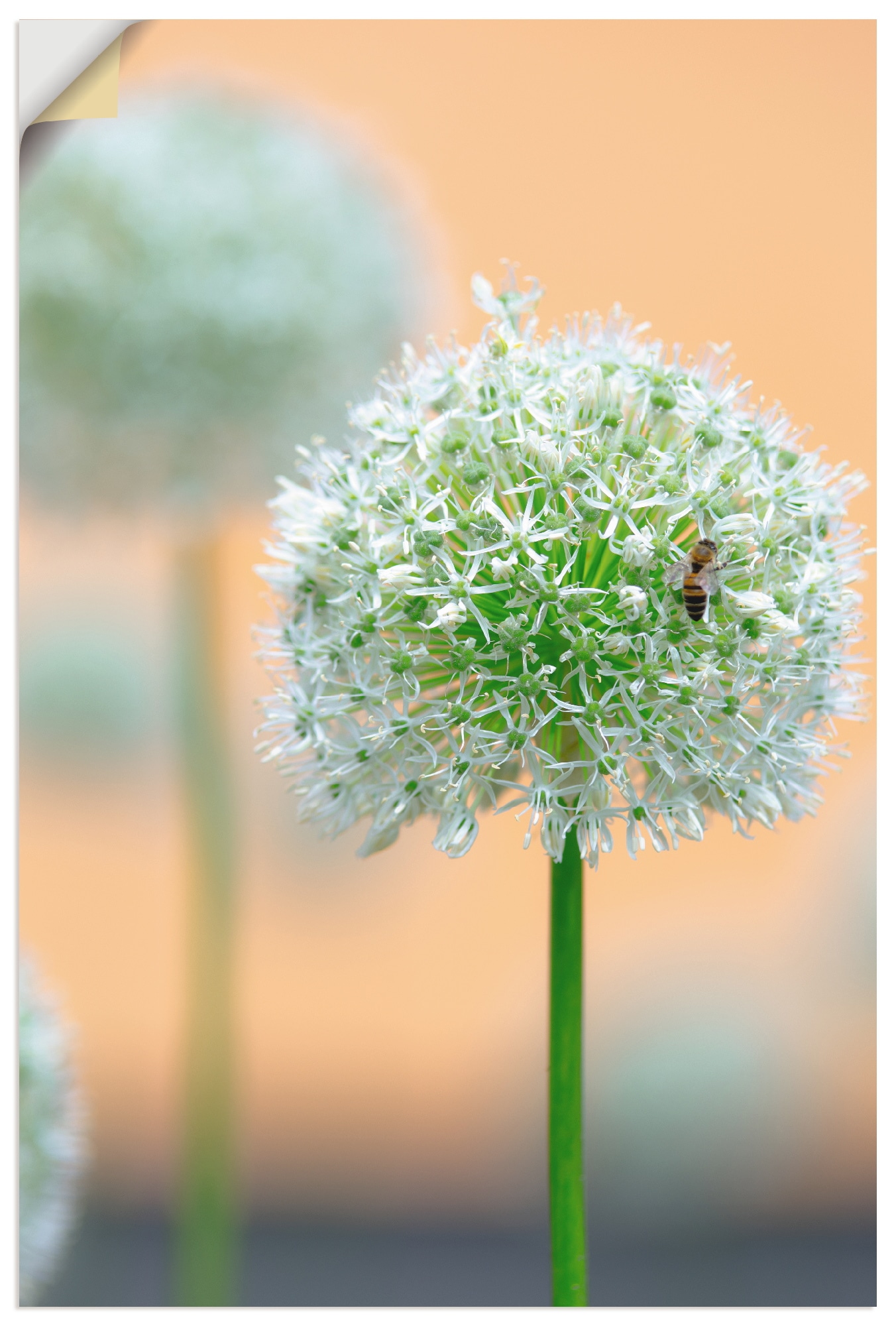 Artland Wandbild »Grosser Allium in Pastell«, Blumen, (1 St.), als Leinwandbild, Wandaufkleber in verschied. Grössen von Artland