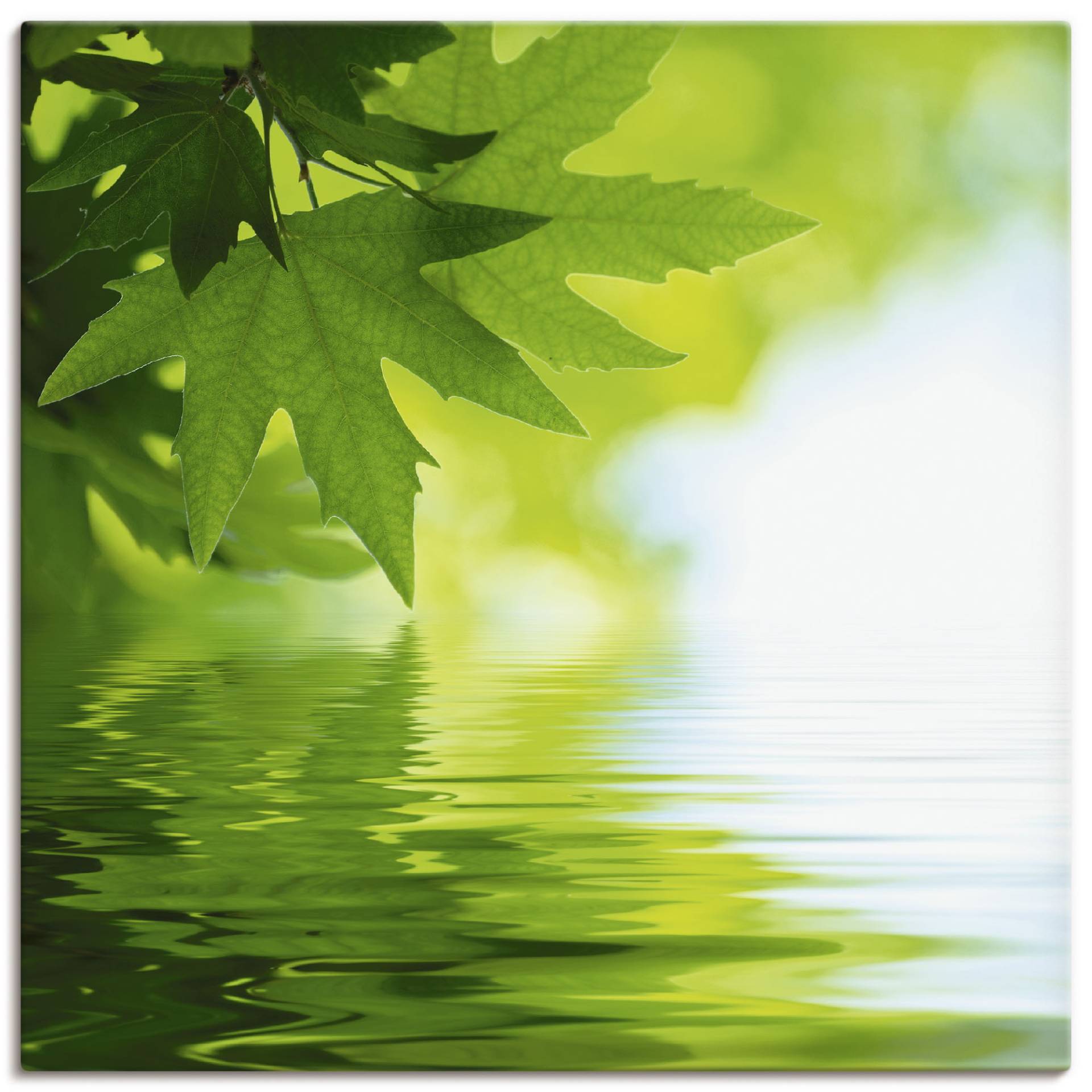 Artland Wandbild »Grüne Blätter reflektieren im Wasser«, Blätter, (1 St.), als Leinwandbild, Poster, Wandaufkleber in verschied. Grössen Artland Wandbild »Grüne Blätter reflektieren im Wasser«, Blätter, (1 St.), als Leinwandbild, Poster, Wandaufkleber in verschied. Grössen von Artland