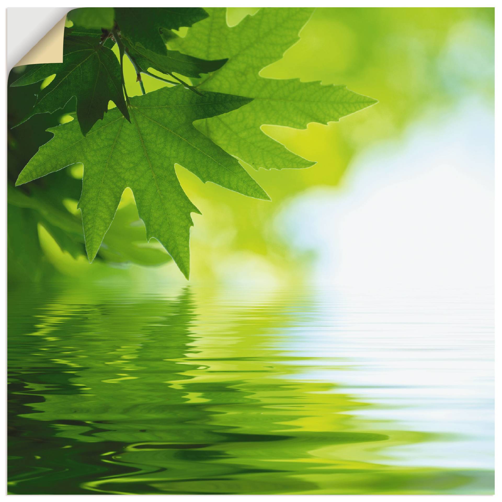Artland Wandbild »Grüne Blätter reflektieren im Wasser«, Blätter, (1 St.), als Leinwandbild, Poster, Wandaufkleber in verschied. Grössen Artland Wandbild »Grüne Blätter reflektieren im Wasser«, Blätter, (1 St.), als Leinwandbild, Poster, Wandaufkleber in verschied. Grössen von Artland