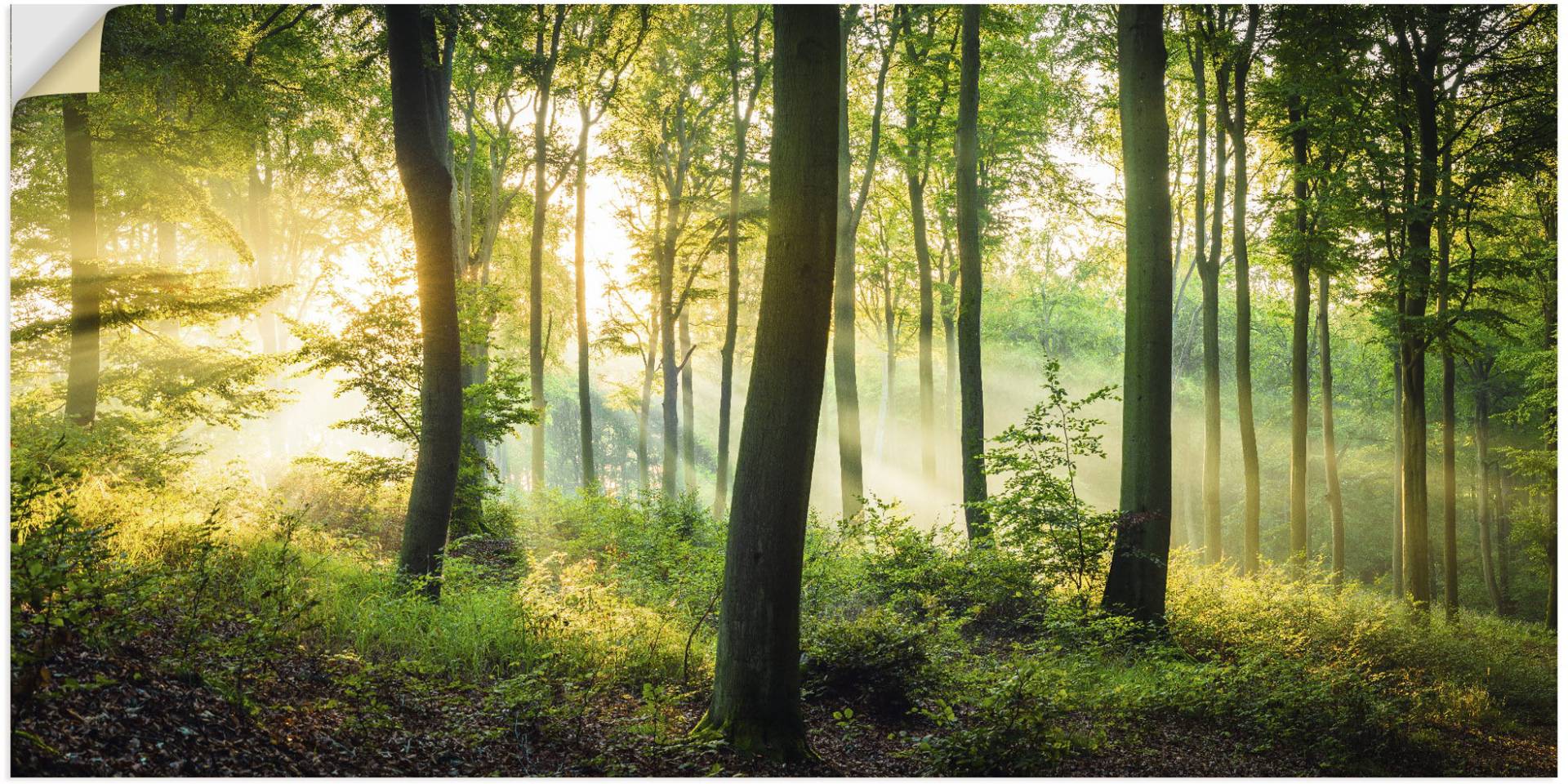 Artland Wandbild »Herbst im Wald II«, Waldbilder, (1 St.) von Artland