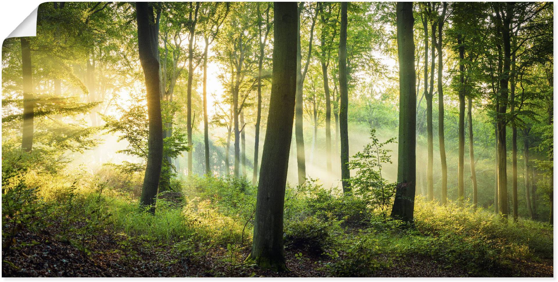 Artland Wandbild »Herbst im Wald II«, Waldbilder, (1 St.) von Artland