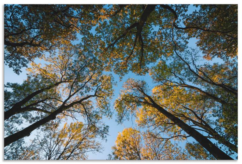 Artland Wandbild »Herbst im Wald«, Bäume, (1 St.), als Alubild, Outdoorbild, Leinwandbild in verschied. Grössen von Artland