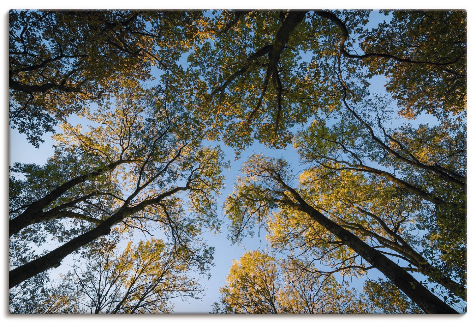 Artland Wandbild »Herbst im Wald«, Bäume, (1 St.) von Artland