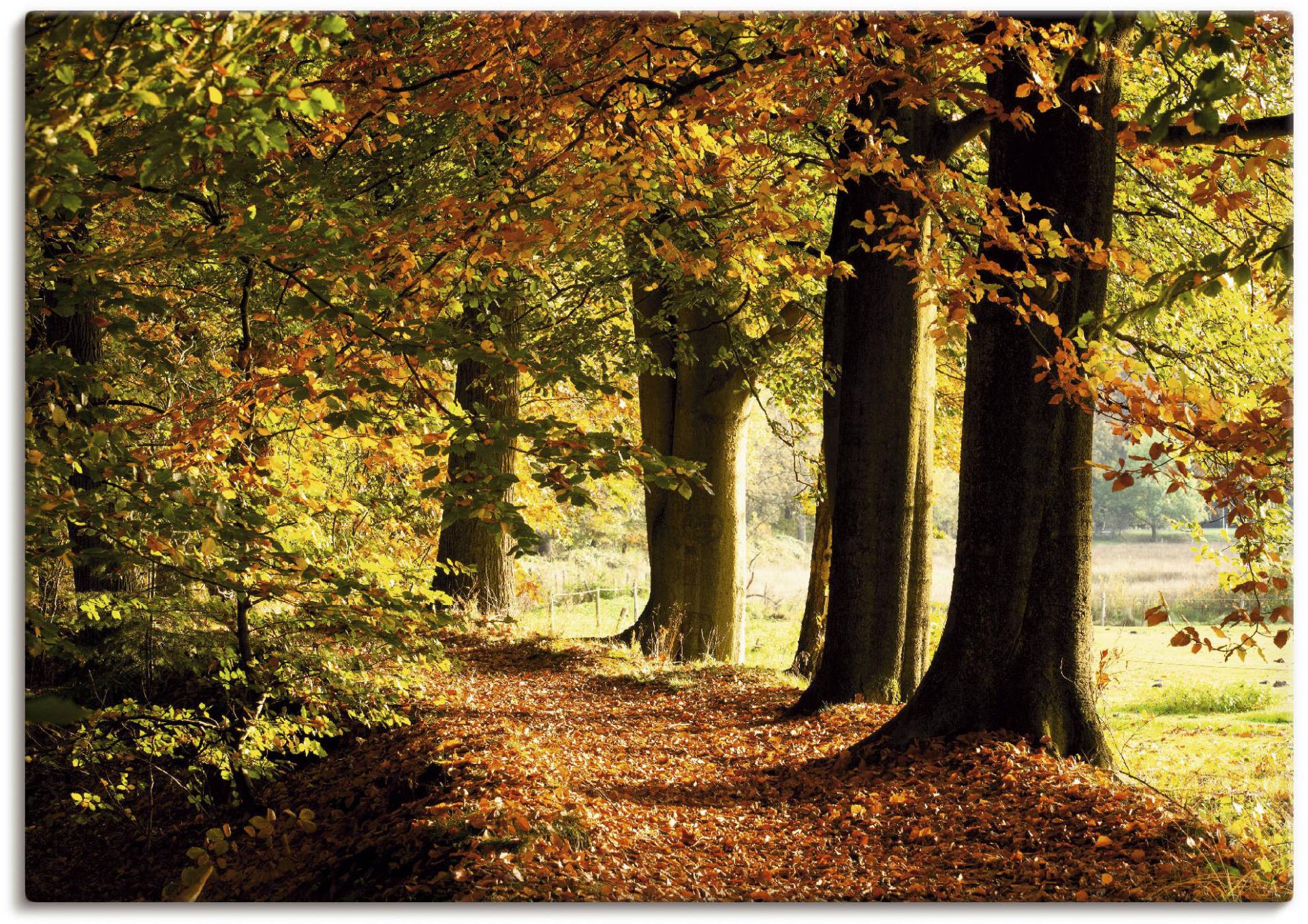 Artland Wandbild »Herbstfarben«, Bäume, (1 St.), als Alubild, Outdoorbild, Leinwandbild in verschied. Grössen von Artland