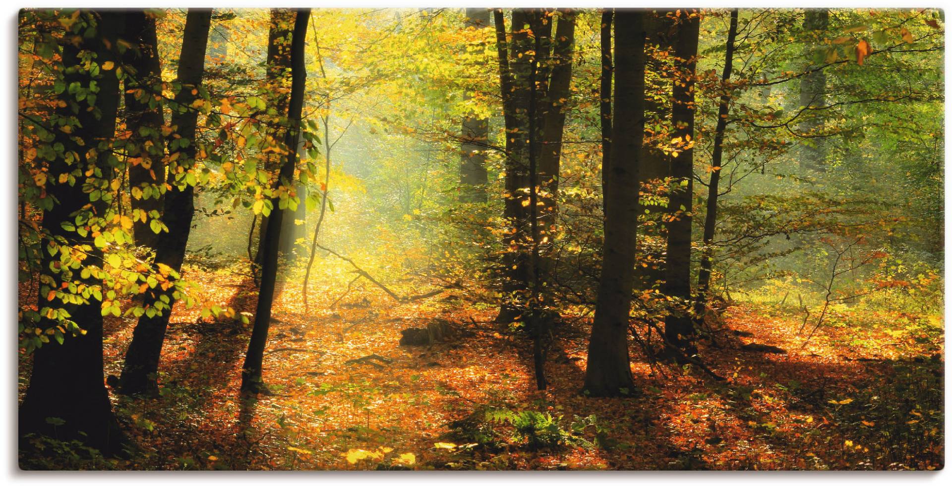 Artland Wandbild »Herbstlicht im Wald«, Wald, (1 St.) von Artland