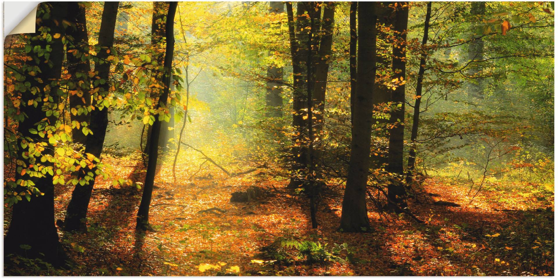 Artland Wandbild »Herbstlicht im Wald«, Wald, (1 St.), als Leinwandbild, Poster, Wandaufkleber in verschied. Grössen Artland Wandbild »Herbstlicht im Wald«, Wald, (1 St.), als Leinwandbild, Poster, Wandaufkleber in verschied. Grössen von Artland