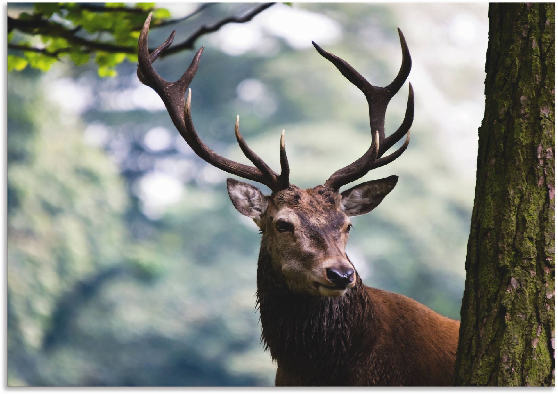 Artland Wandbild »Hirsch«, Wildtiere, (1 St.) von Artland