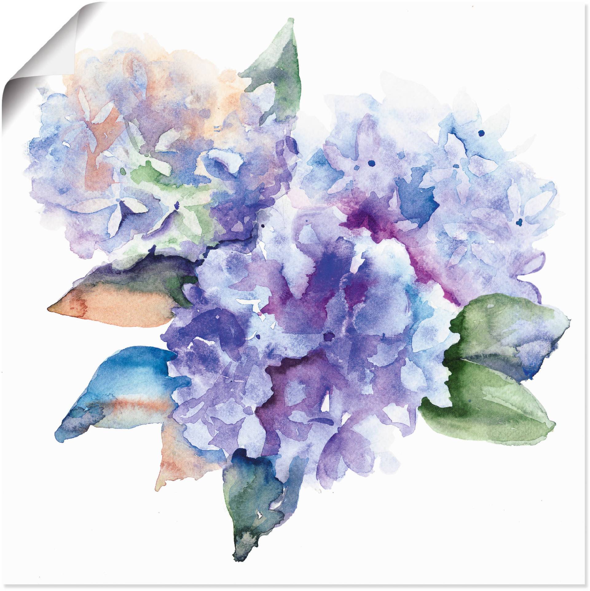 Artland Wandbild »Hortensien«, Blumen, (1 St.), als Leinwandbild, Poster in verschied. Grössen Artland Wandbild »Hortensien«, Blumen, (1 St.), als Leinwandbild, Poster in verschied. Grössen von Artland