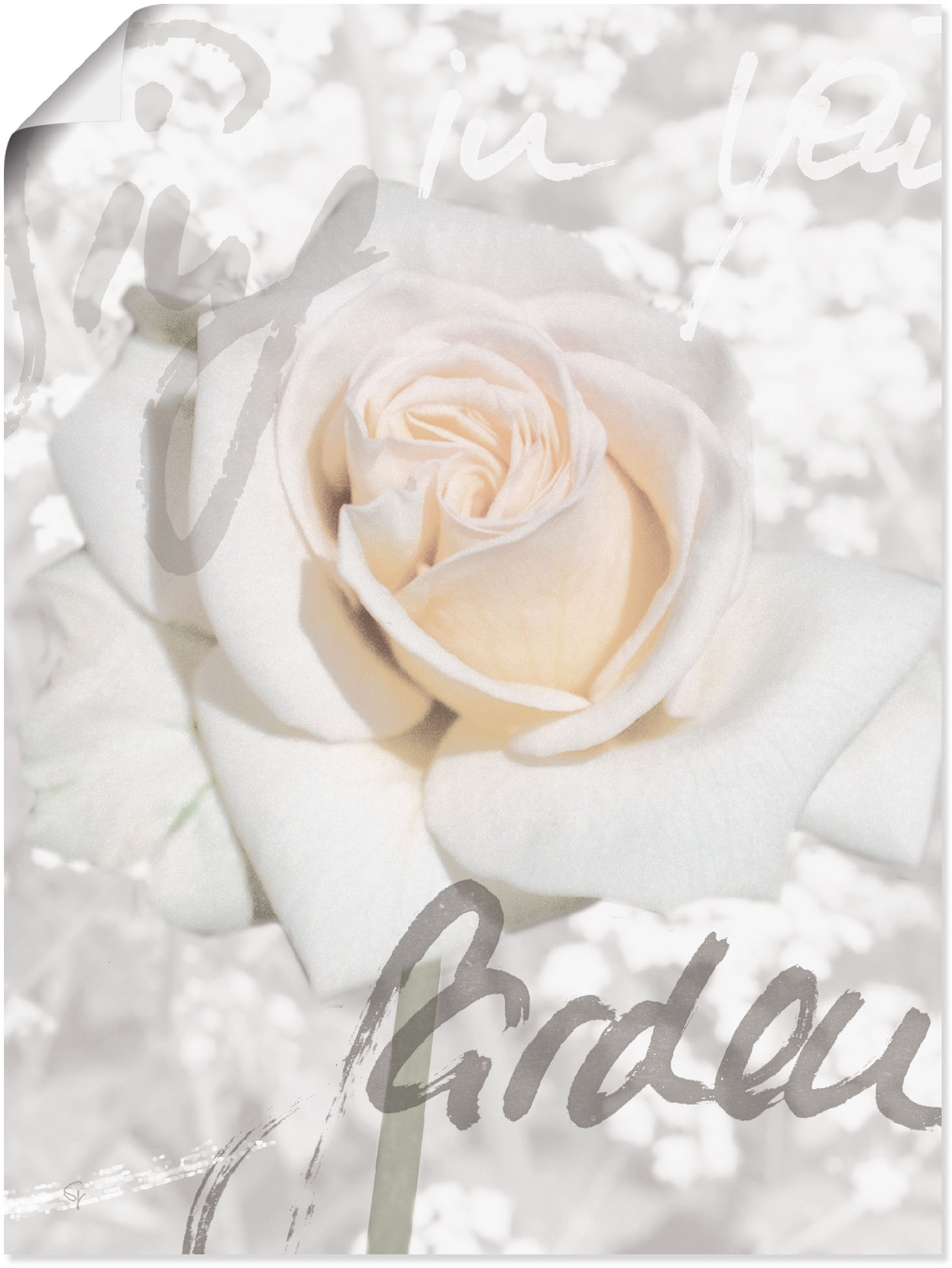 Artland Wandbild »In Lettern - Rose«, Blumen, (1 St.), als Alubild, Outdoorbild, Leinwandbild, Poster in verschied. Grössen Artland Wandbild »In Lettern - Rose«, Blumen, (1 St.), als Alubild, Outdoorbild, Leinwandbild, Poster in verschied. Grössen von Artland