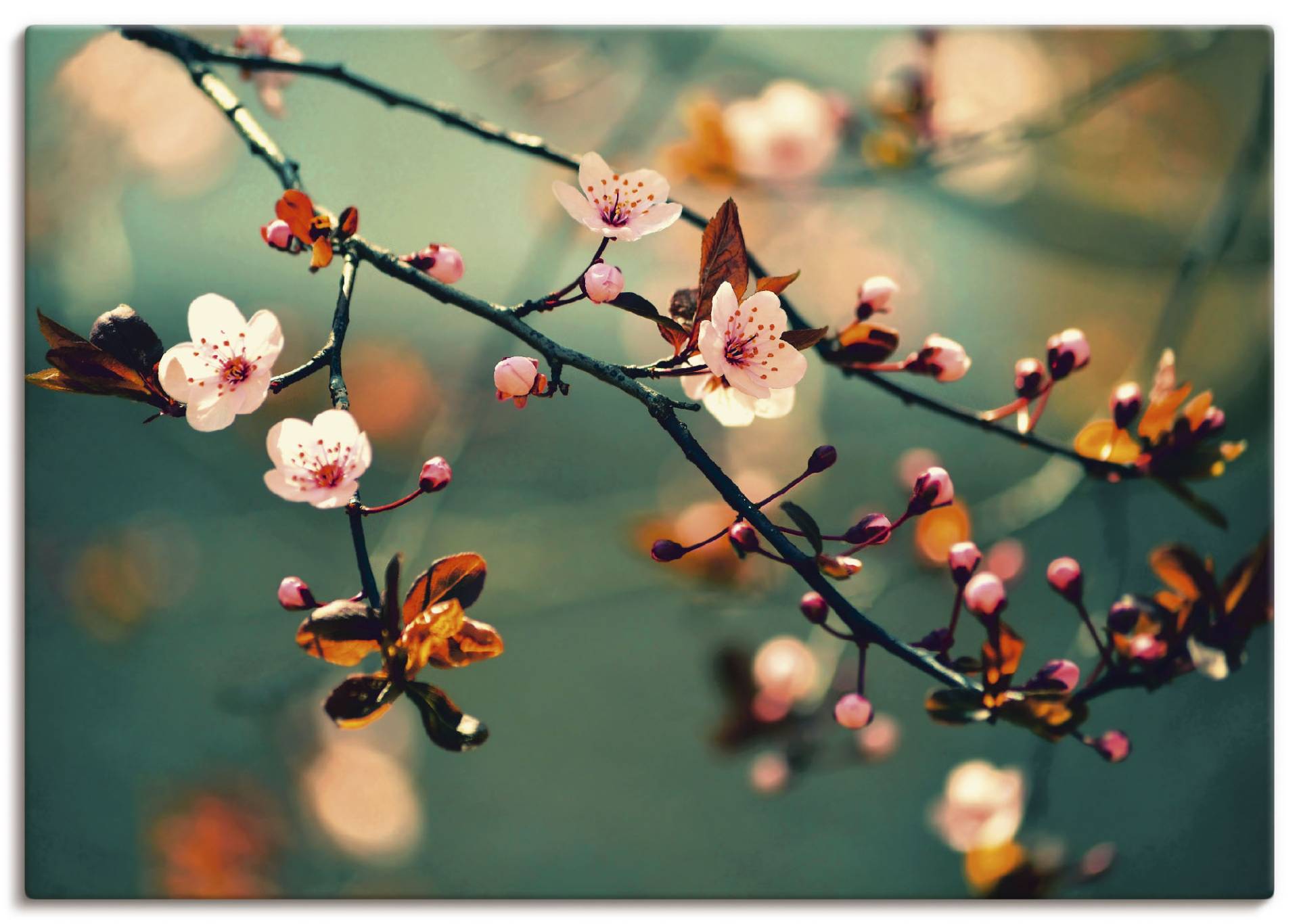 Artland Wandbild »Japanische Kirsch Sakura Blumen«, Blumen, (1 St.) von Artland